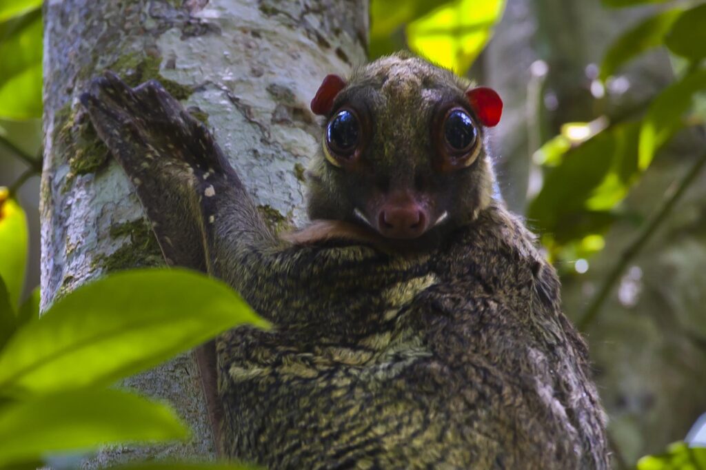 A COLUGO or Flying Lemur (Galeopterus variegatus) on a tree in BAKO NATIONAL PARK which is located in SARAWAK - BORNEO, MALAYSIA