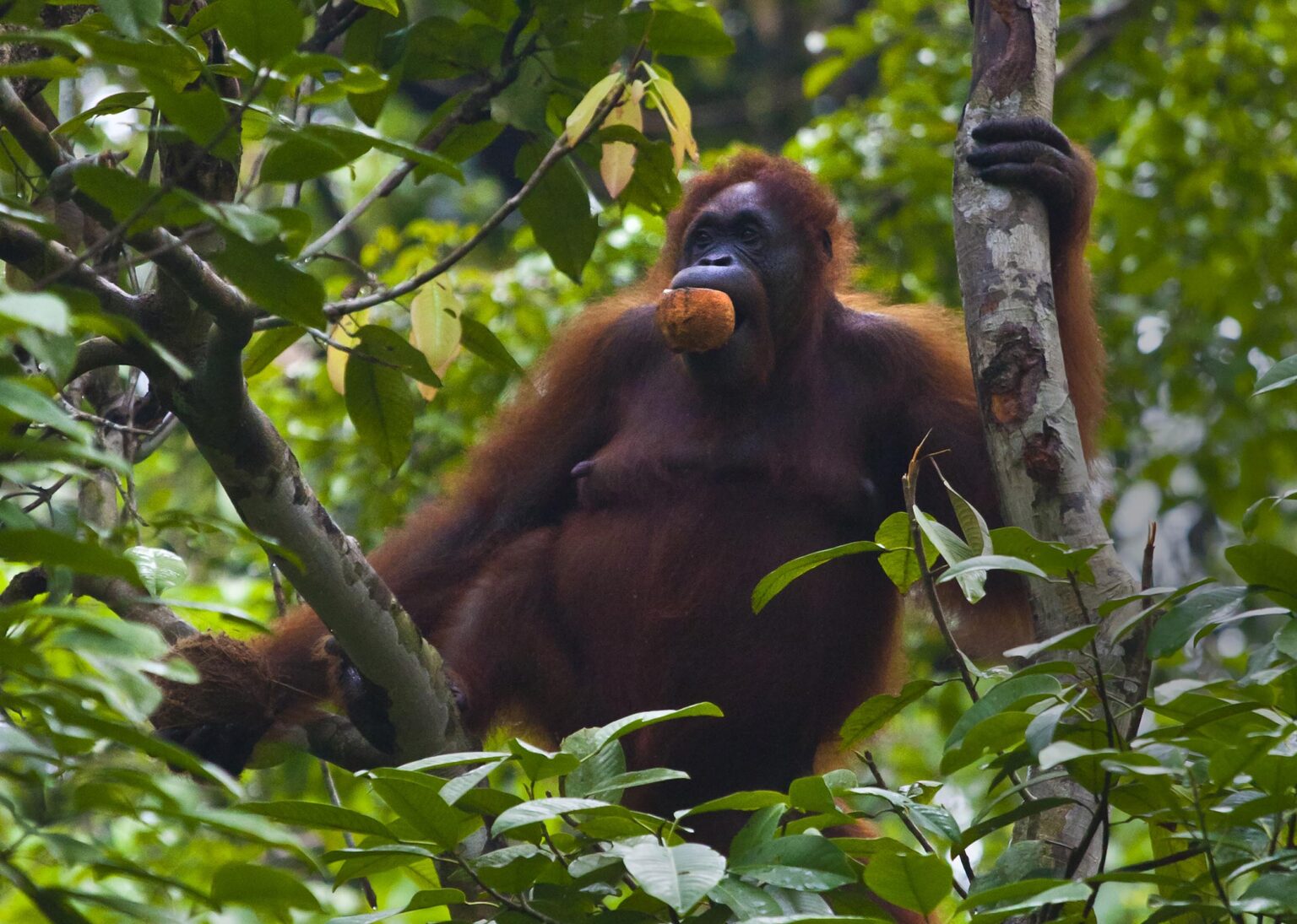 A wild female ORANGUTAN (Pongo pygmaeus) eats a coconut at the SEMENGGOK ORANGUTAN REHABILITATION CENTER - KUCHING, SARAWAK, BORNEO