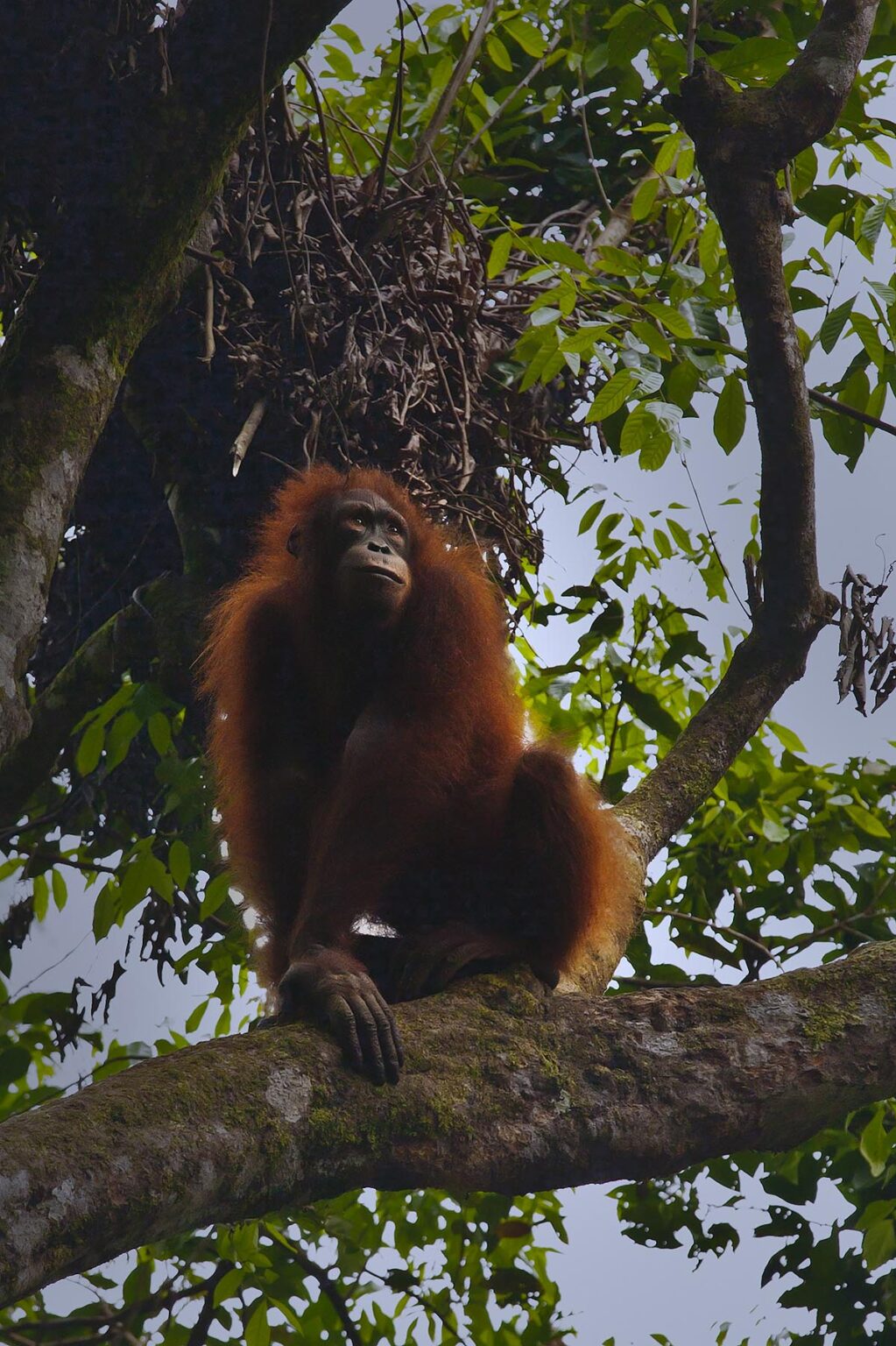 An orangutan (Pongo pygmaeus) and nest in the Kabili Sepilok Forest near Sandakan - MALAYSIA, BORNEO