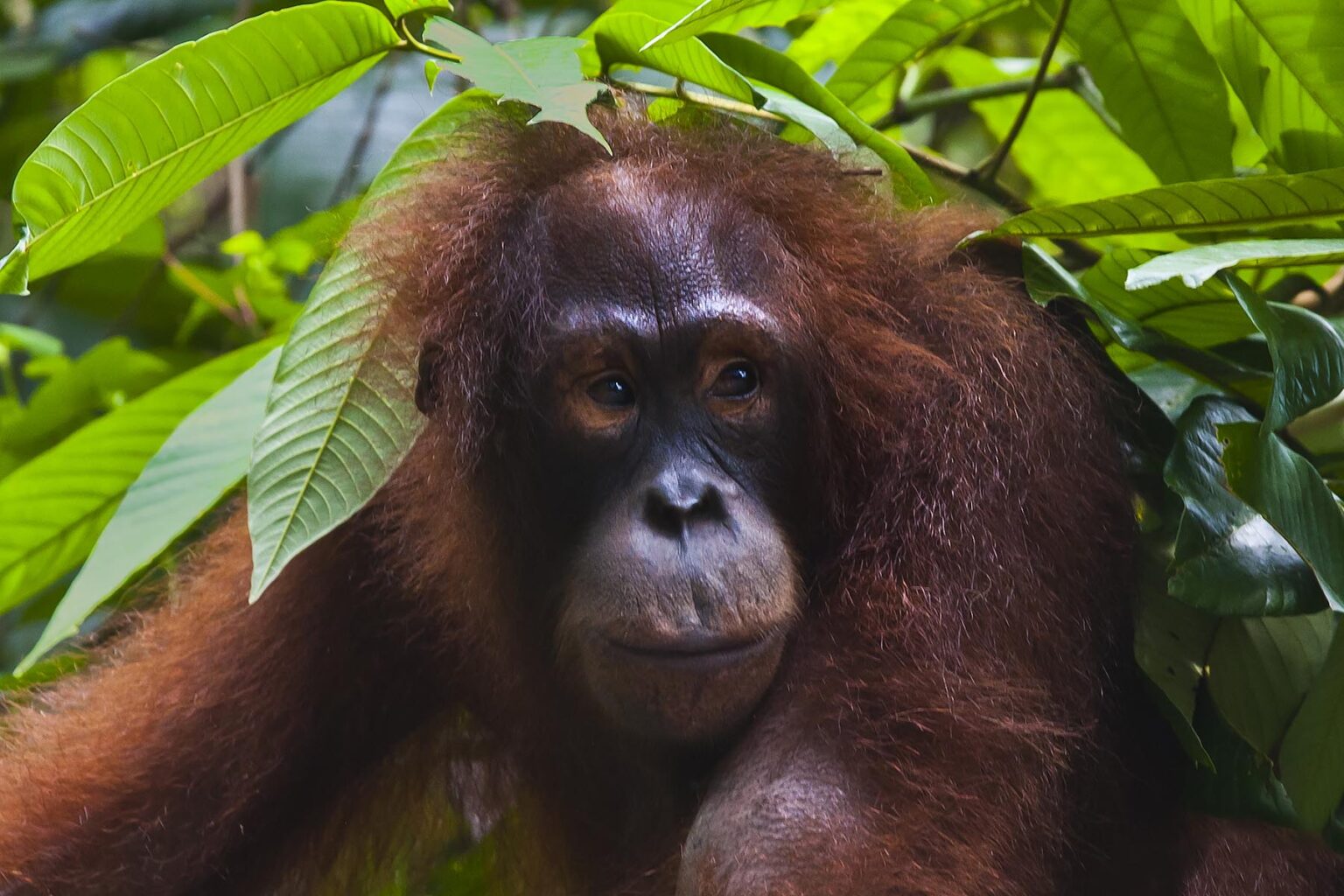 An ORANGUTAN (Pongo pygmaeus) at the Sepilok Orangutan Rehabilitation Center in the Kabili Sepilok Forest near Sandakan - MALAYSIA, BORNEO