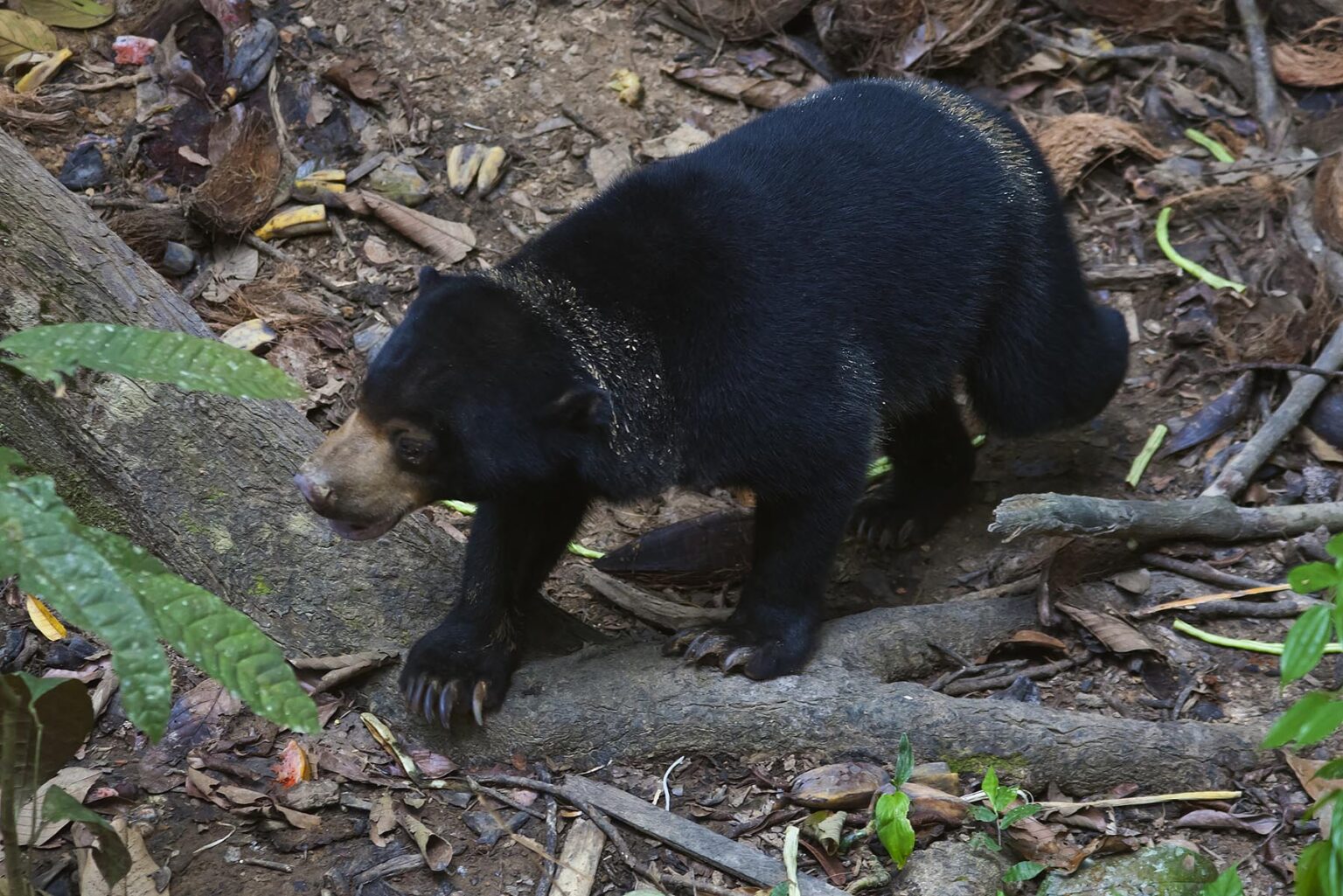 A sun bear (Helarctos malayanus) at the Bornean Sun Bear Conservation Center located near Sandakan in Sepilok - MALAYSIA, BORNEO
