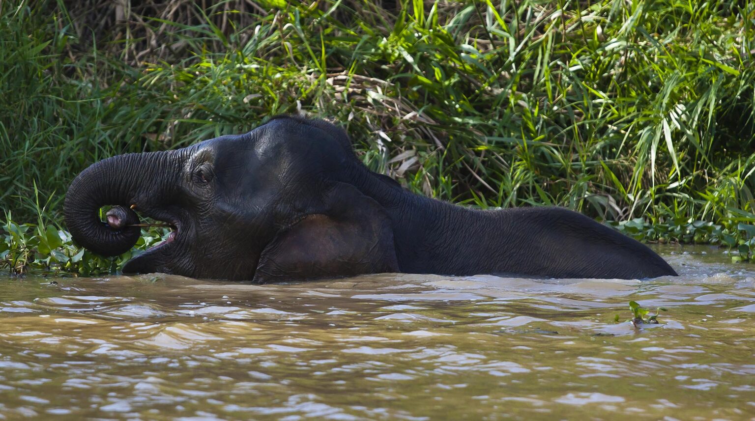 A BORNEAN PYGMY ELEPHANT (Elephas maximus borneensis) swims in the river while eating in the KINABATANGAN RIVER WILDLIFE SANCTUARY - SABAH, BORNEO