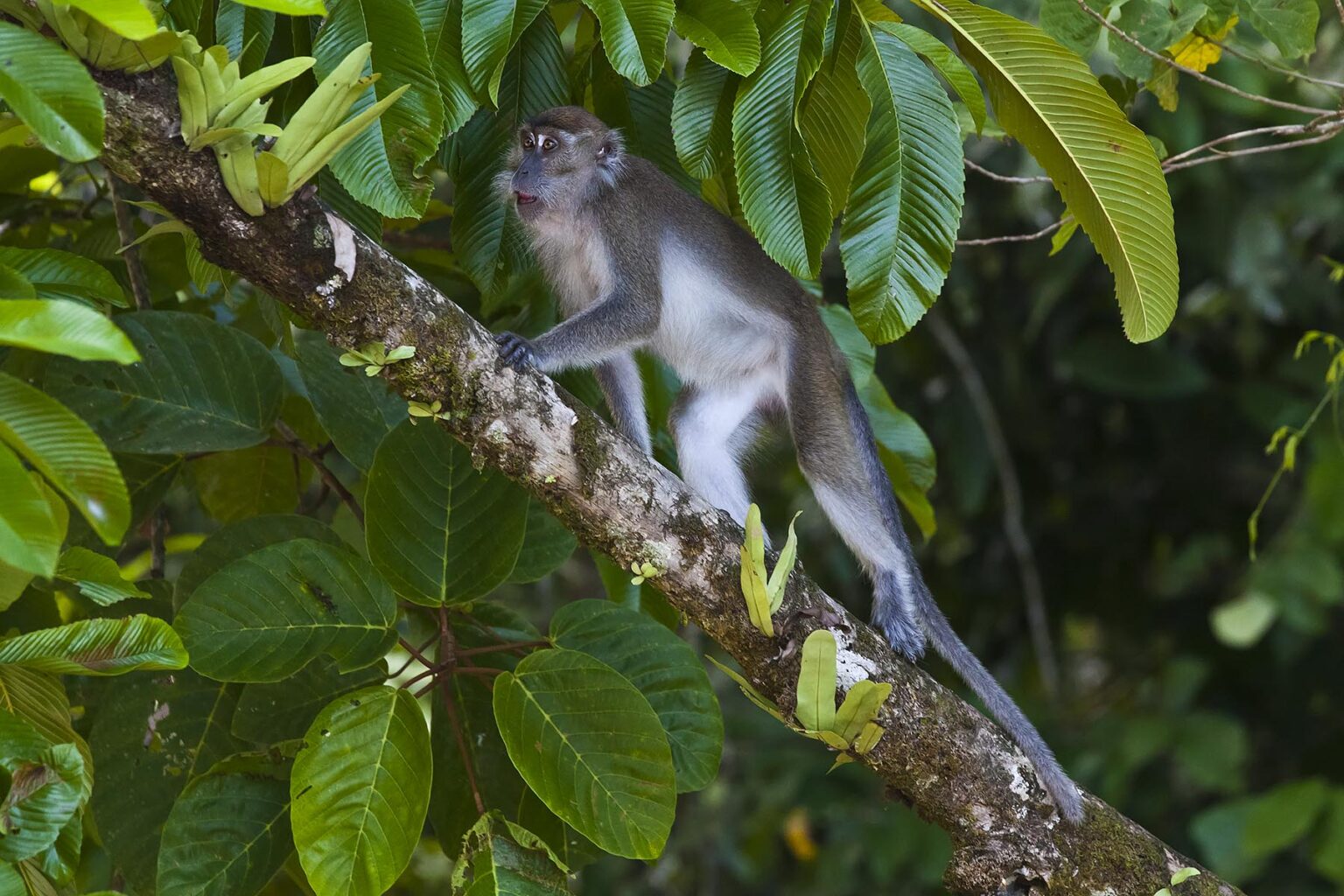 A LONG TAILED MACAQUE (Macaca fascicularis) in the KINABATANGAN RIVER WILDLIFE SANCTUARY - SABAH, BORNEO
