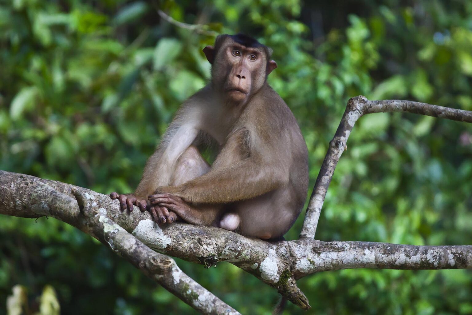 A male SHORT TAILED or STUMP TAILED MACAQUE (Macaca arctoices) sits on a branch in the KINABATANGAN RIVER WILDLIFE SANCTUARY - SABAH, BORNEO