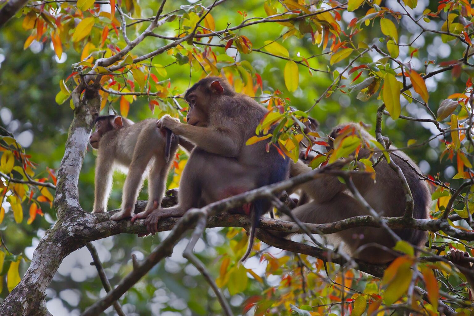 A troupe of SHORT TAILED or STUMP TAILED MACAQUES (Macaca arctoices) in the KINABATANGAN RIVER WILDLIFE SANCTUARY - SABAH, BORNEO