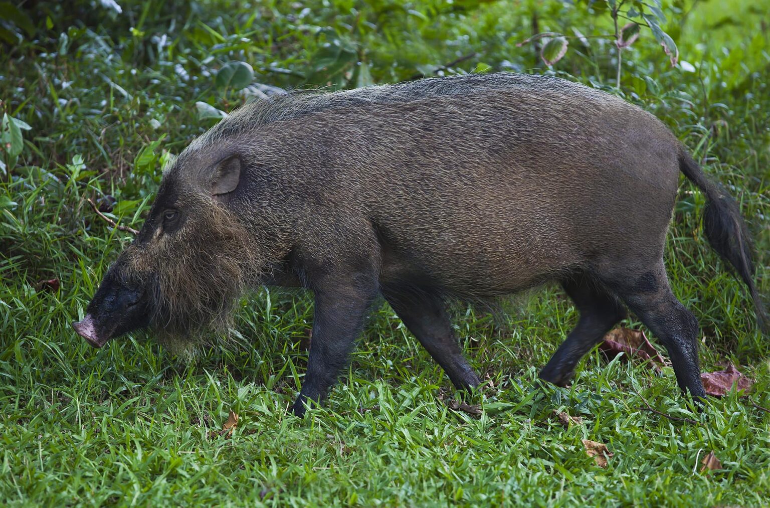 A BORNEON BEARDED PIG (Sus barbatus) living in BAKO NATIONAL PARK which is located in SARAWAK - BORNEO, MALAYSIA