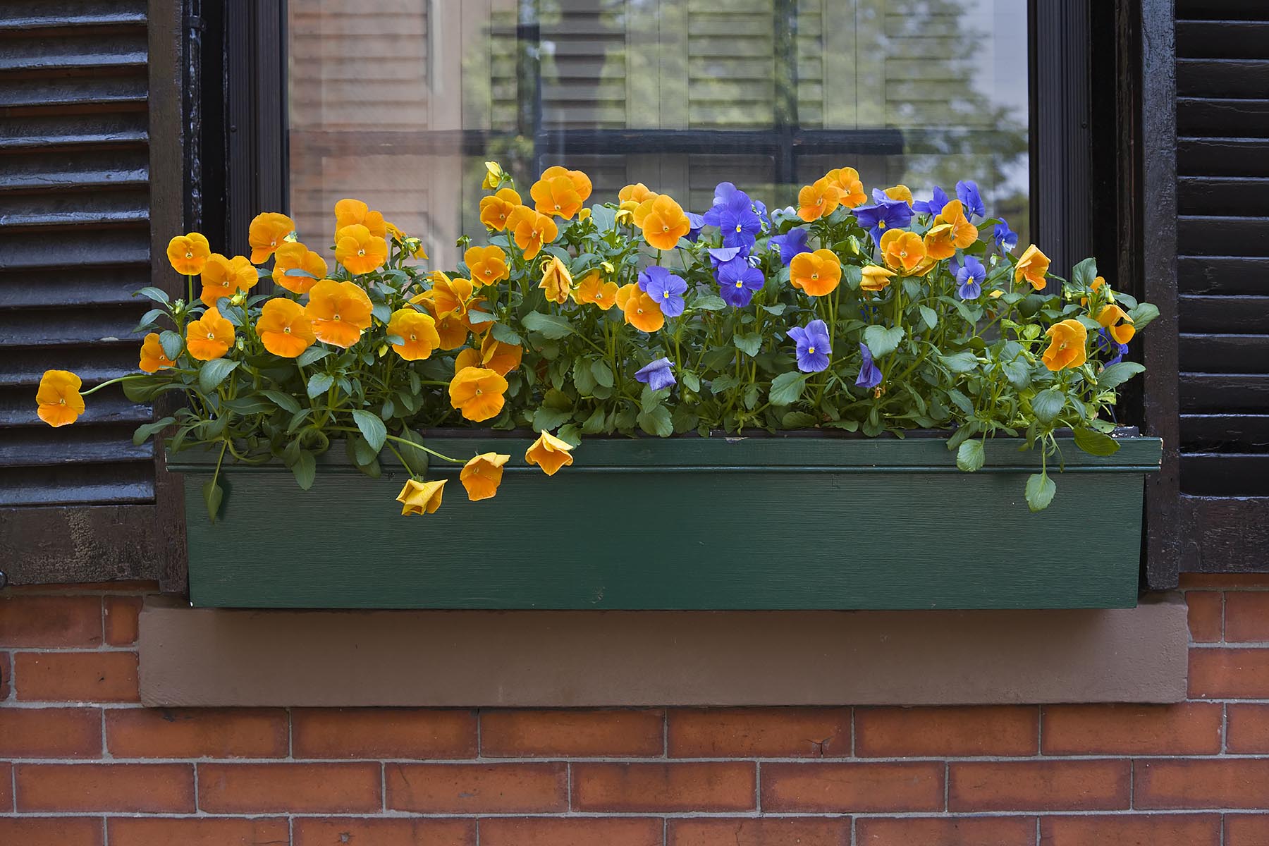 PANSIES in a WINDOW BOX of a classic BRICK HOUSE on BEACON HILL - BOSTON, MASSACHUSETTS