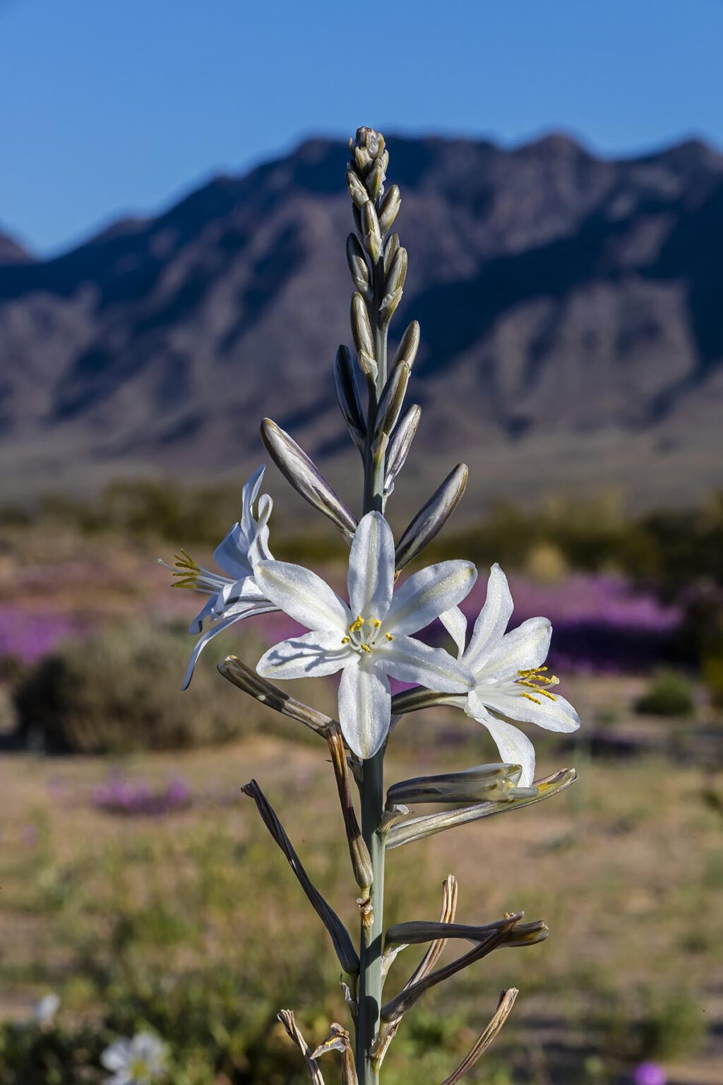 Early morning light on DESERT LILY (Hesperocallis undulate) at the foot of the COXCOMB MOUNTAINS - JOSHUA TREE NATIONAL PARK, CALIFORNIA