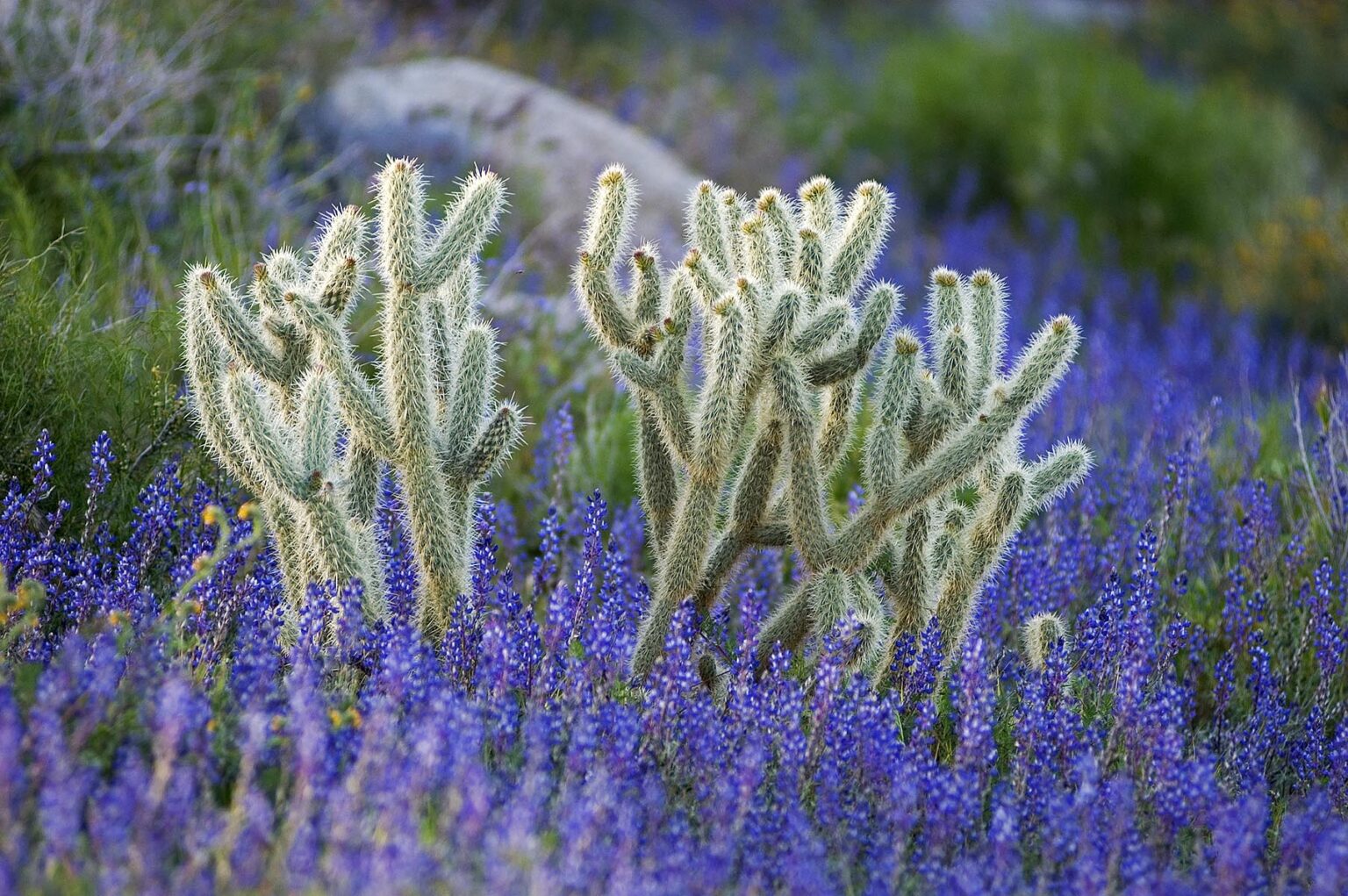 CHOLLA CACTUS & LUPINE at the upper elevations of ANZA BORREGO DESERT STATE PARK, CALIFORNIA