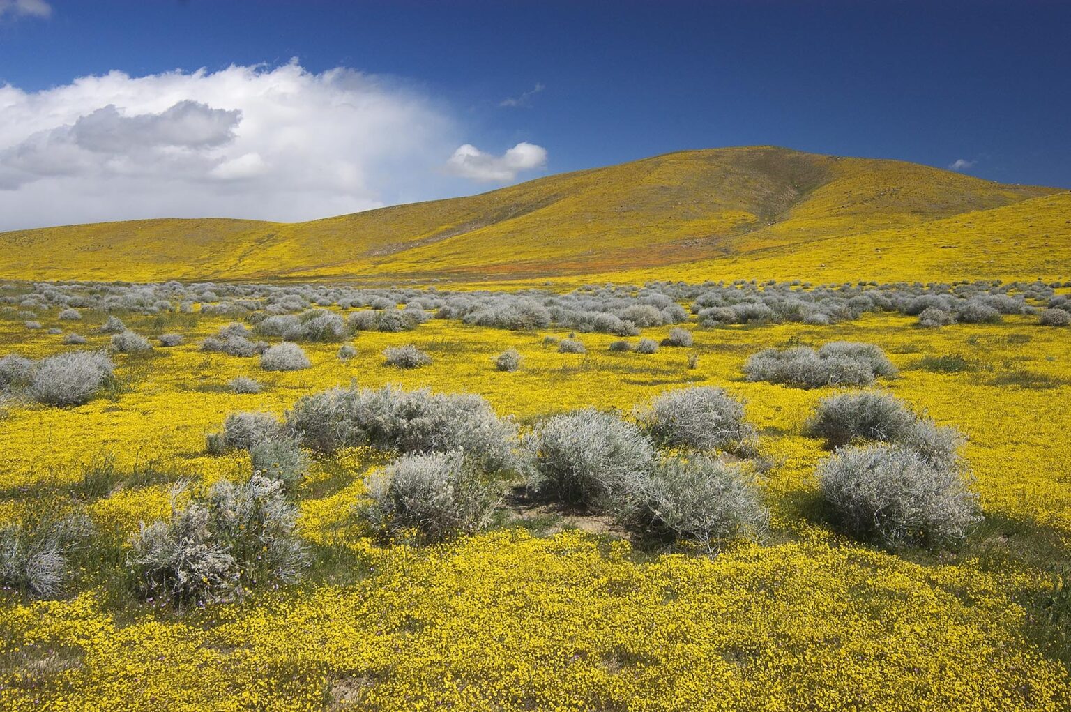 Wildflower bloom of GOLDFIELDS (Lasthenia californica) & RABBIT BRUSH near the CALIFORNIA POPPY RESERVE - ANTELOPE VALLEY, CALIFORNIA