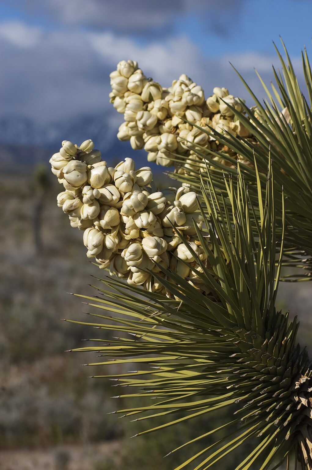 JOSHUA TREES (Yucca Brevifolia) in bloom in the MOJAVE DESERT - SOUTHERN, CALIFORNIA