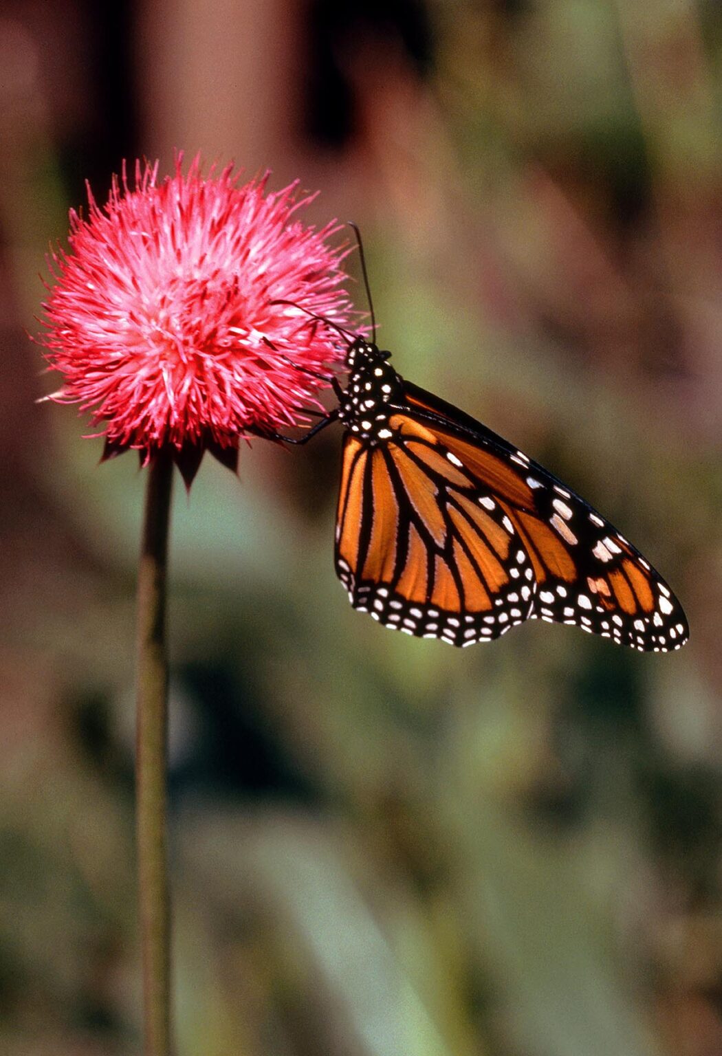 MONARCH BUTTERFLY on wild onion blossom - CALIFORNIA