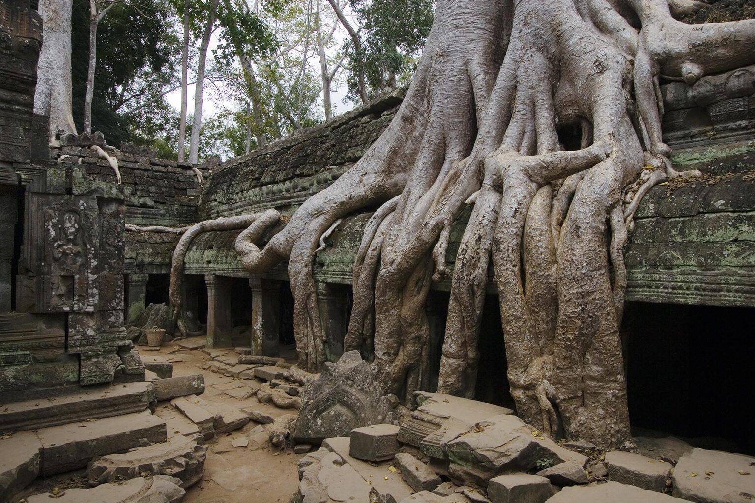 Silk cotton or kapok tree roots (Ceiba Pentandra) invades the Khmer ruins of Ta Prohm, built by Jayavarman VII, part of the  Angkor Wat - Siem Reap, Cambodia
