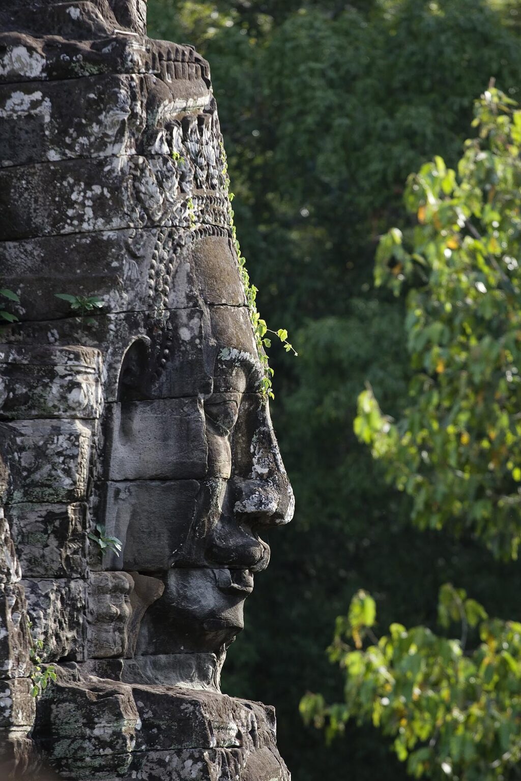 A vine grows on a face tower of The Bayon at Angkor Thom, the largest Khmer city ever built by Jayavarman 7 & 8, are part of the Angkor Wat complex - Siem Reap, Cambodia