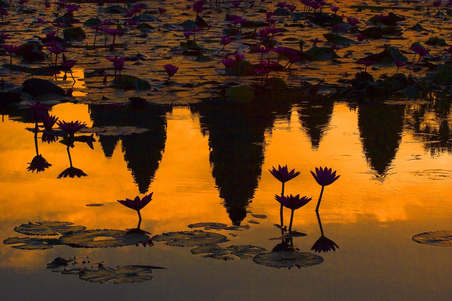 Stone temples representing the five peaks of Mount Meru reflected in a lotus pond at an Angkor Wat sunrise, built in the 11th century by Suryavarman II -  Siem Reap, Cambodia