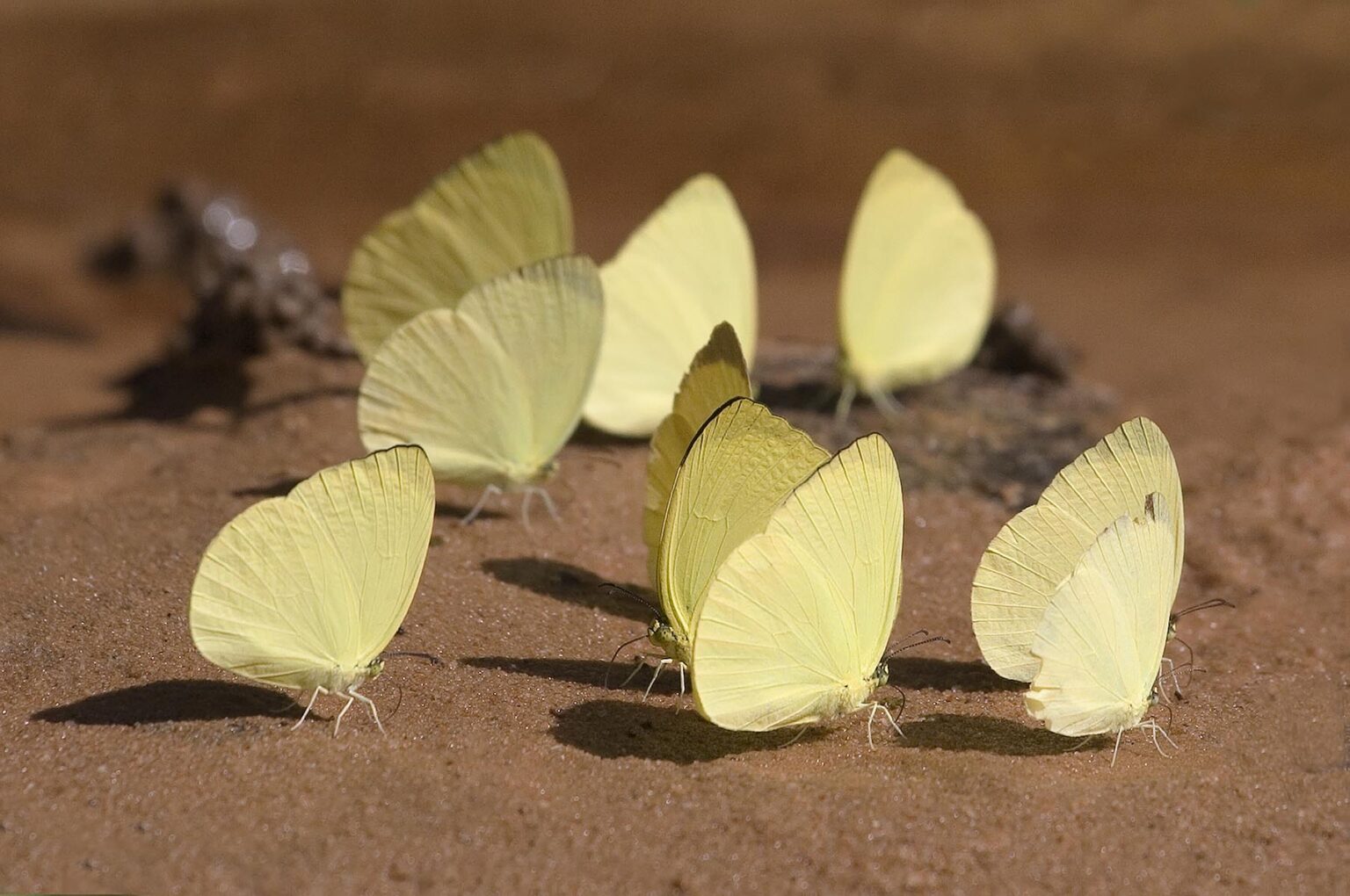 Butterflies in the jungle near Angkor Wat - Siem Reap, Cambodia
