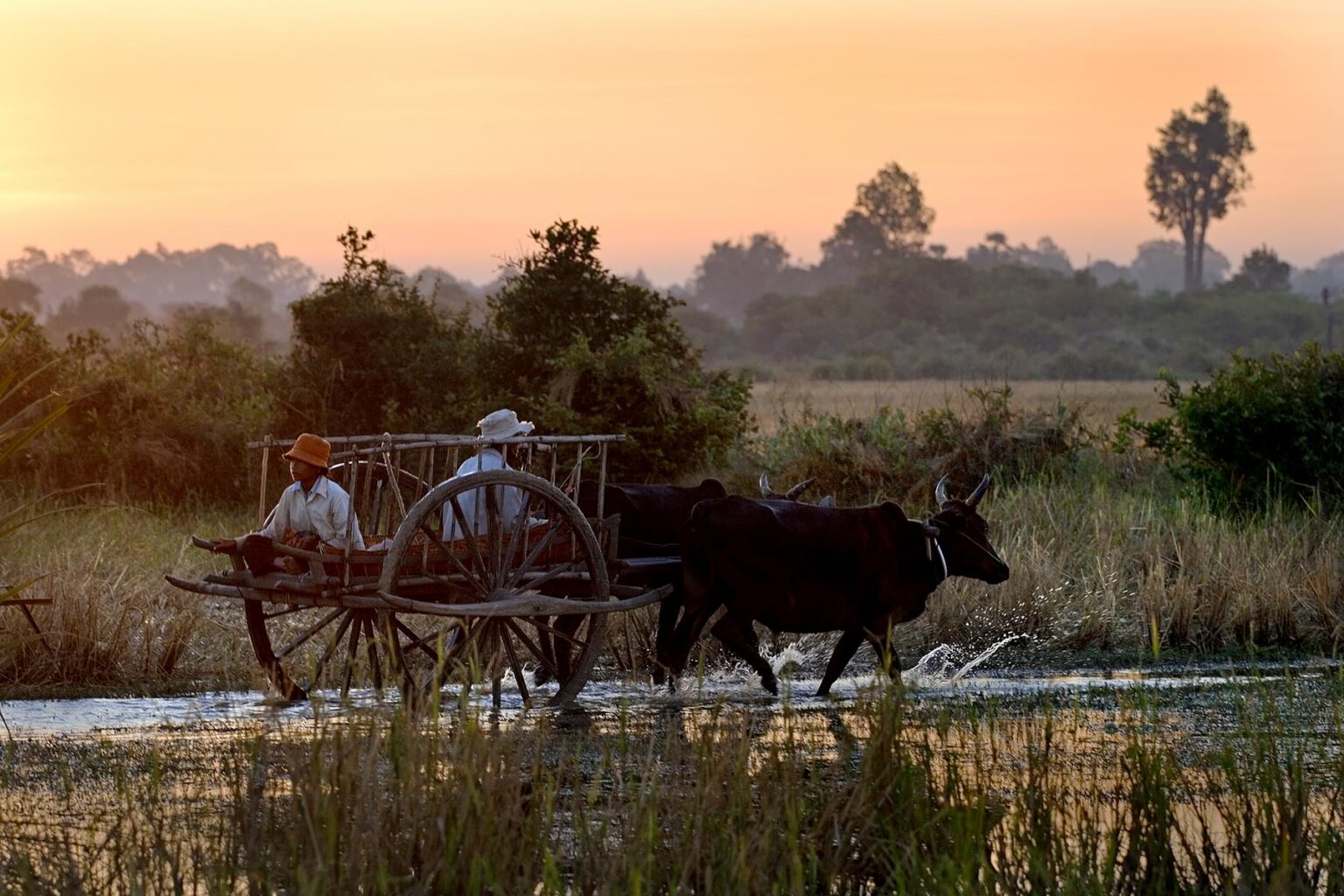 Cambodian farmers in an ox cart at dawn near Angkor Wat - Cambodia