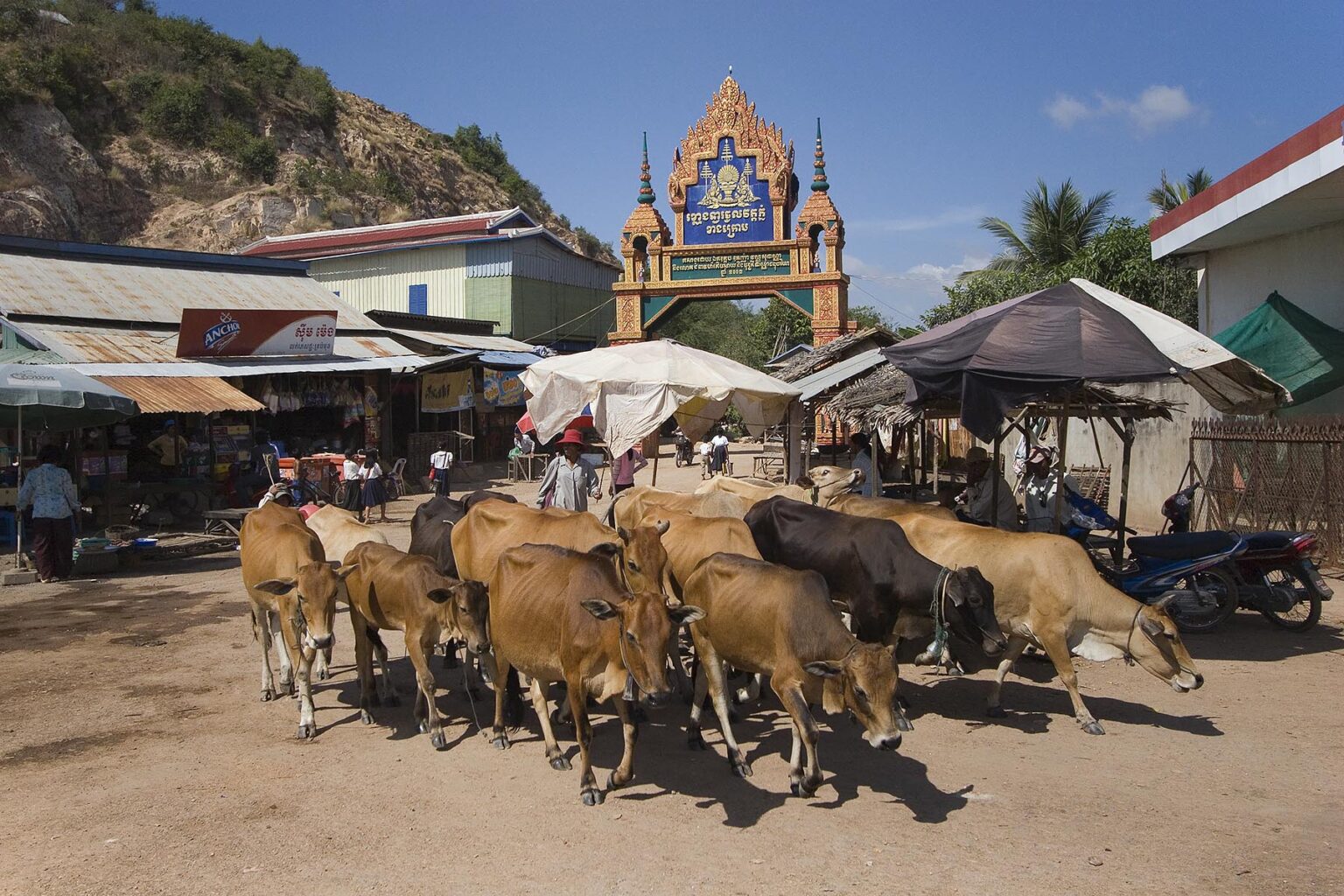 Cattle are herded through the street of a village near Siem Reap, Cambodia