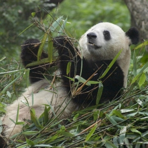 A photograph of the panda bear at the Chinese captive breeding center is part of the World Wildlife gallery which includes frigate, brown pelican, giant egret, flamingo, waved albatross, pygmy elephant, orangutan, mountain gorilla, deer, elk, buffalo, monk seal, harbor seal, Galapagos tortoise, alpaca and mule deer.
