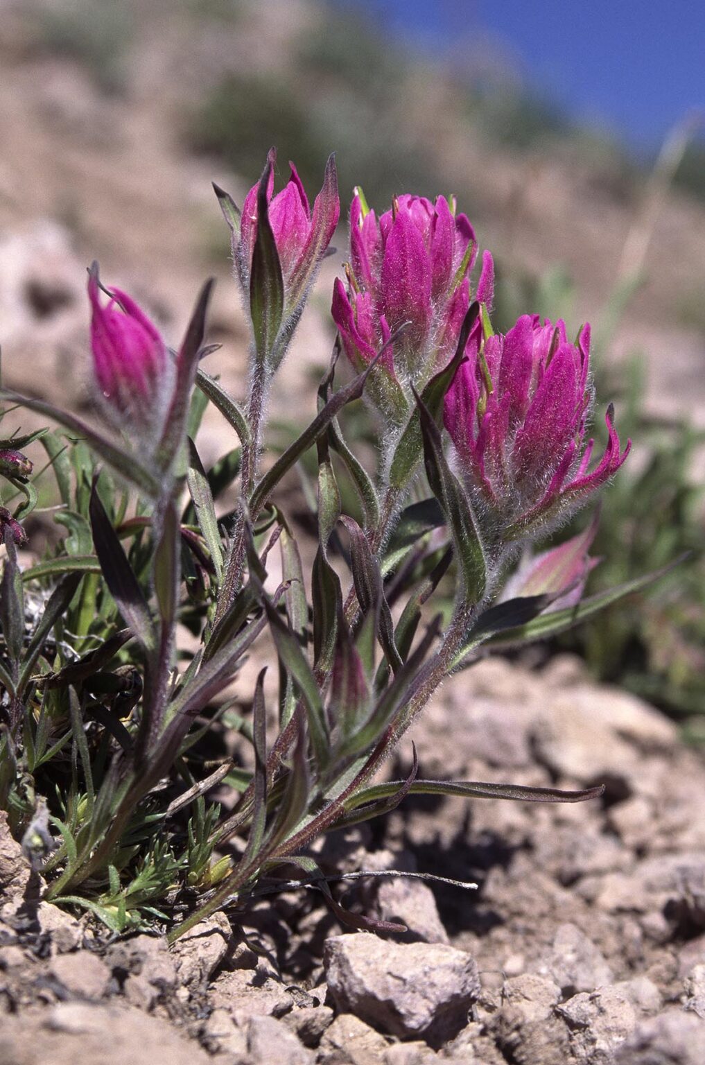 Pink PAINTBRUSH grows at 12,000 ft in the RIO GRANDE NTNL FRST - COLORADO ROCKIES