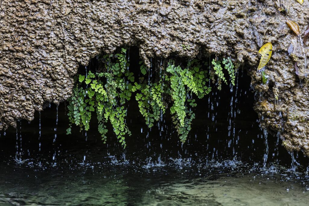 Ferns on a creek on the hike to EL NICHO WATERFALL in the SIERRA DEL ESCAMBRAY mountains - CIENFUEGOS, CUBA