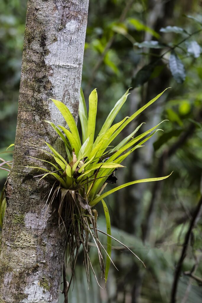 BROMELIADS grow on route to SALTO DE CABURNI located the TOPES DE COLLANTES in the mountains of SIERRA DEL ESCAMBRAY - CUBA