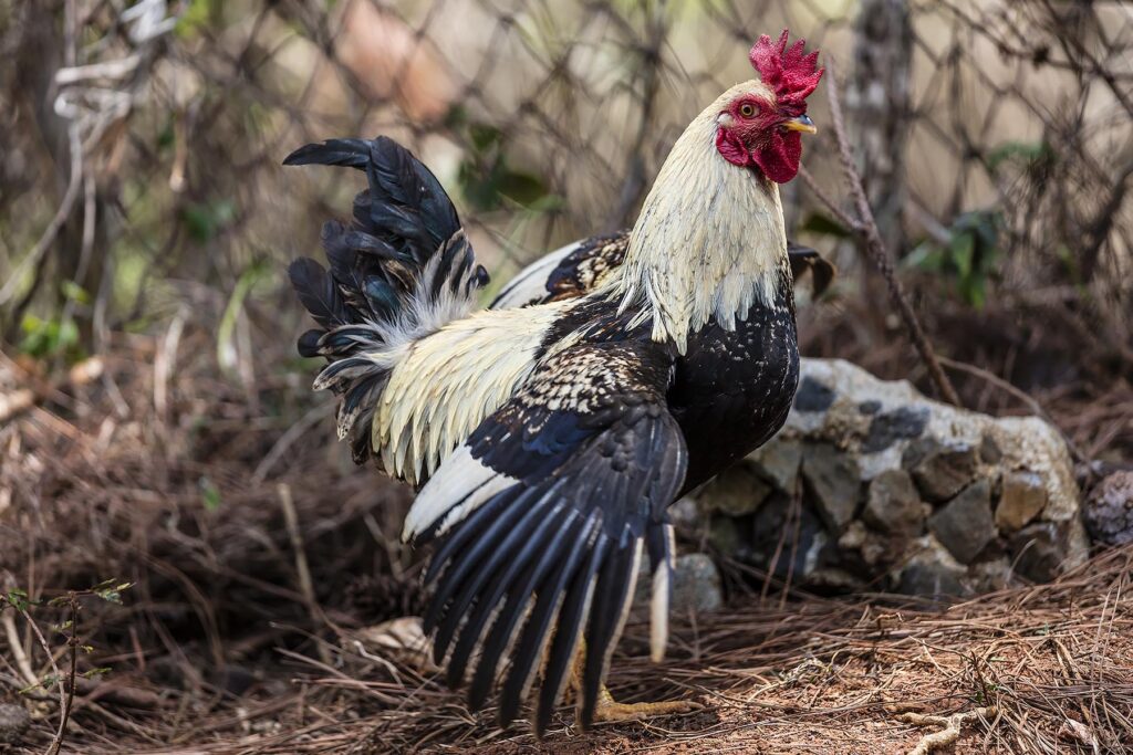 A ROOSTER located in the TOPES DE COLLANTES in the mountains of SIERRA DEL ESCAMBRAY - CUBA