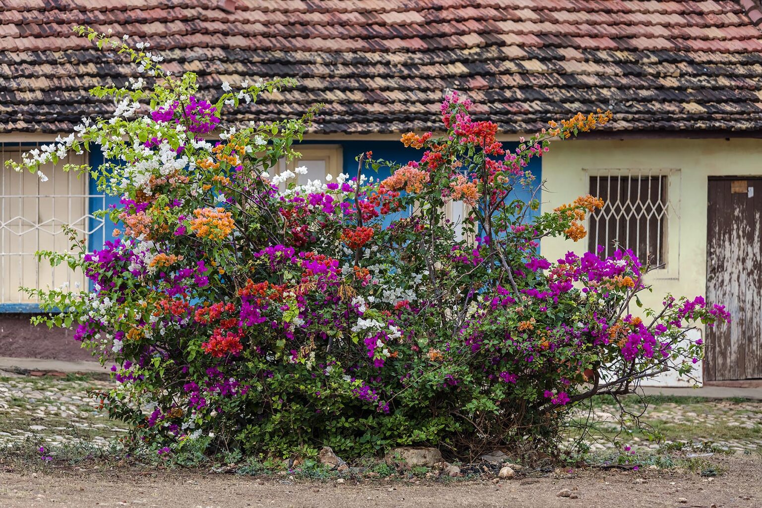 BOUGAINVILLEA in bloom in a plaza with traditional Spanish style houses - TRINIDAD, CUBA