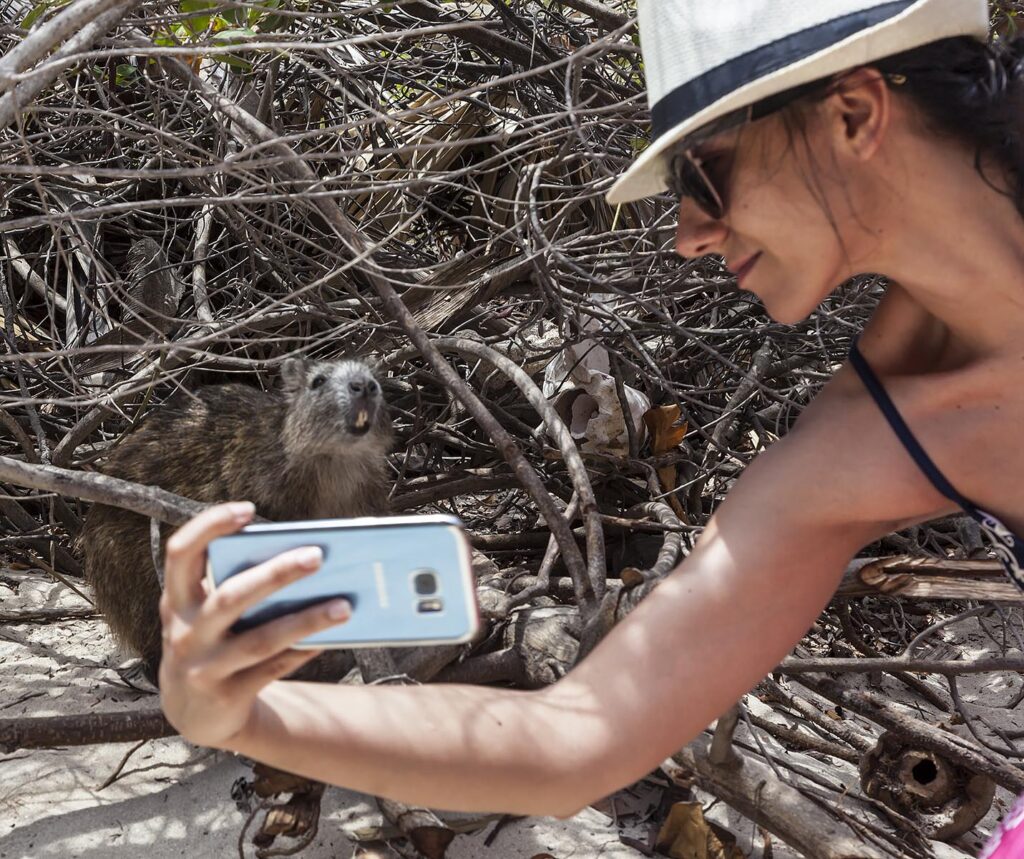 The island of CAYO IGUANA also has a large population of the endangered TREE RAT - TRINIDAD, CUBA