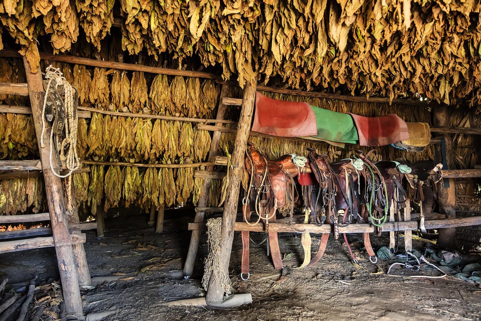 Tobacco uses for making cigars dries above saddles inside a barns in the Vinales Valley - VINALES, CUBA