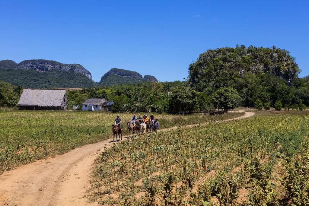 Tourists ride horses in the rich tobacco lands of the VVale de Selencio - VINALES, CUBA