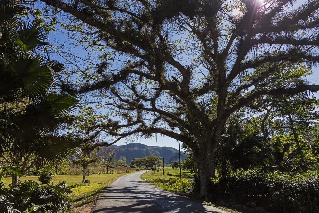 VINALES NATIONAL PARK is famous for its limestone karst formations and caves -   VINALES, PINAR DEL RIO, CUBA