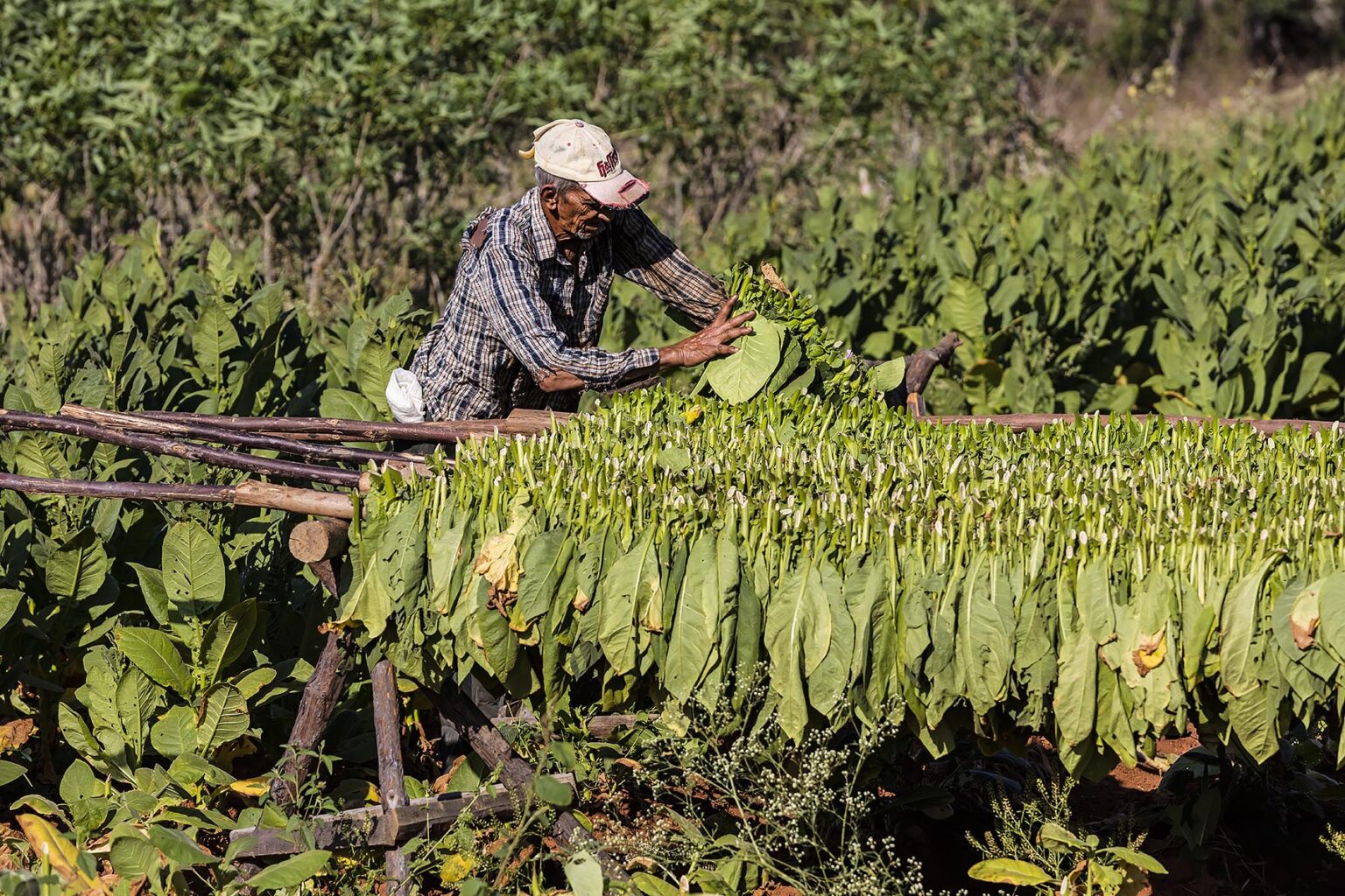 Tobacco uses in the production of cigars is dried on racks in the Vinales Valley - VINALES, PINAR DEL RIO, CUBA