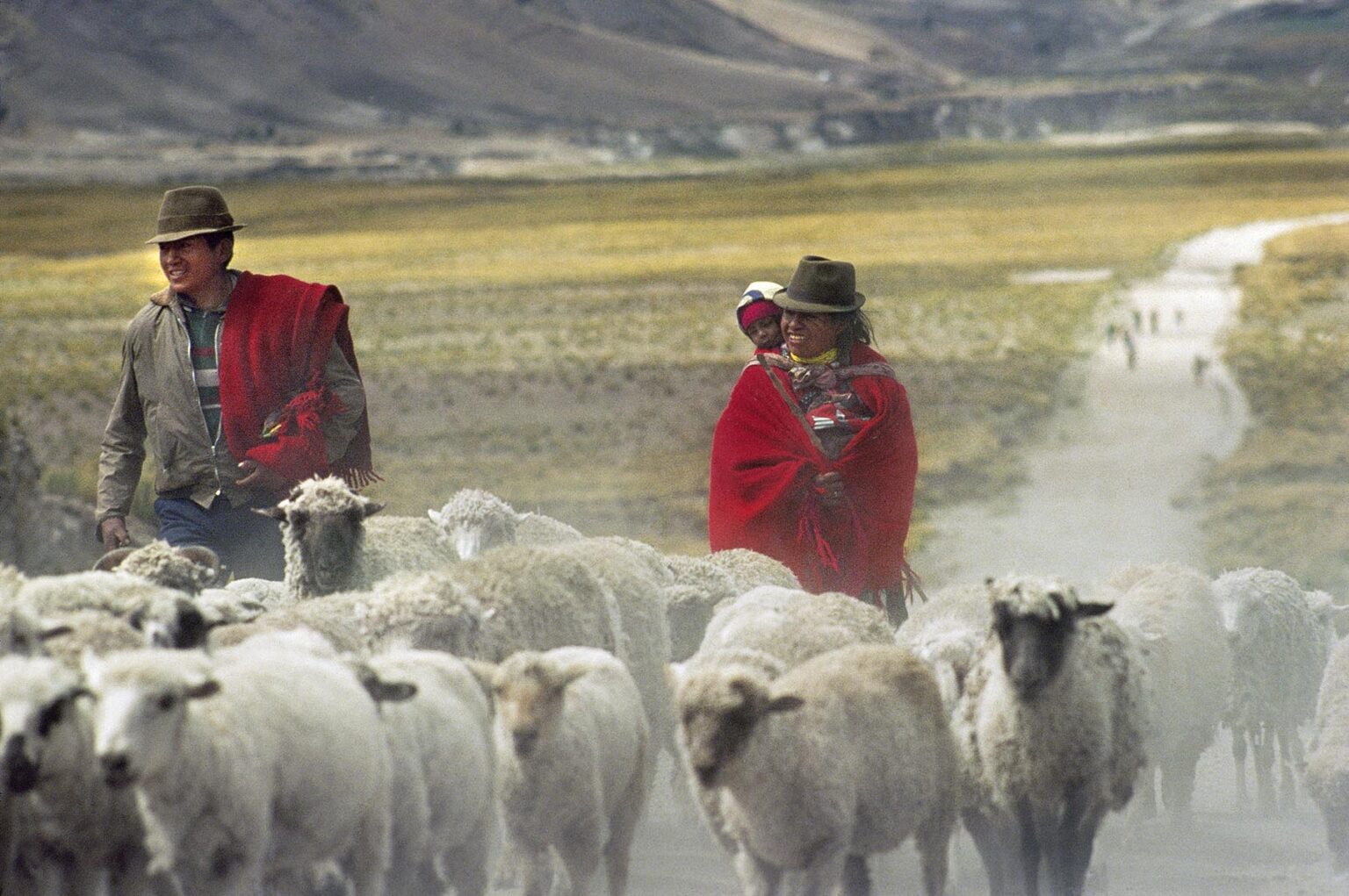 SHEEP HERDERS in RED PONCHOS with SHEEP - ALTIPLANO (HIGH PLAIN), ECUADOR