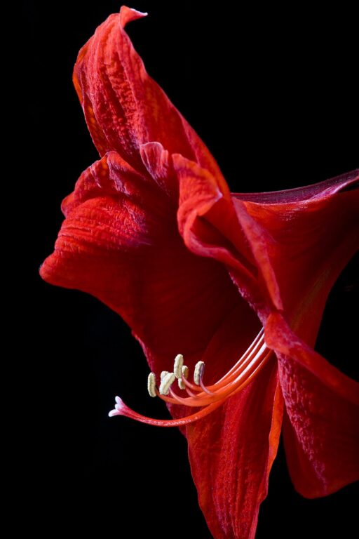 AMARYLLIS (Amaryllis belladonna) flower in full bloom