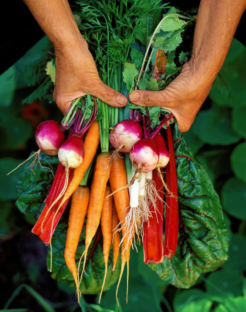 Hands holding a bouquet of organic fresh picked CARROTS, RADISHES, RED CHARD and TURNIPS.  Food photography by Craig Lovell