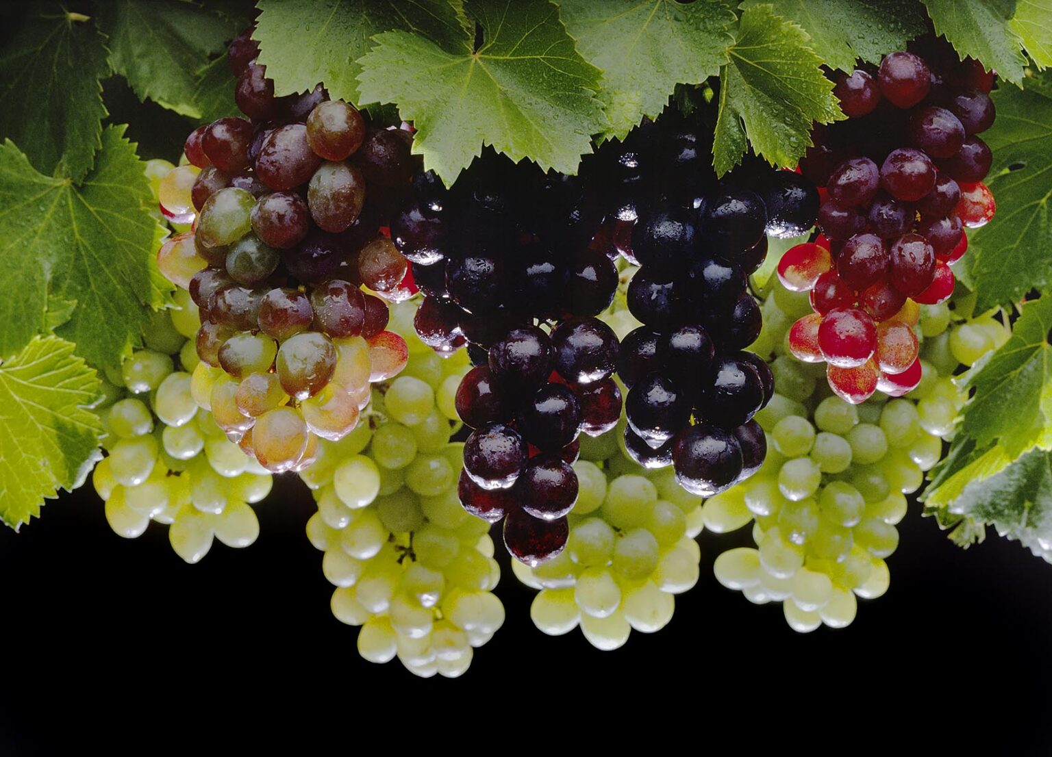 A variety of TABLE GRAPES including red and Thompson seedless