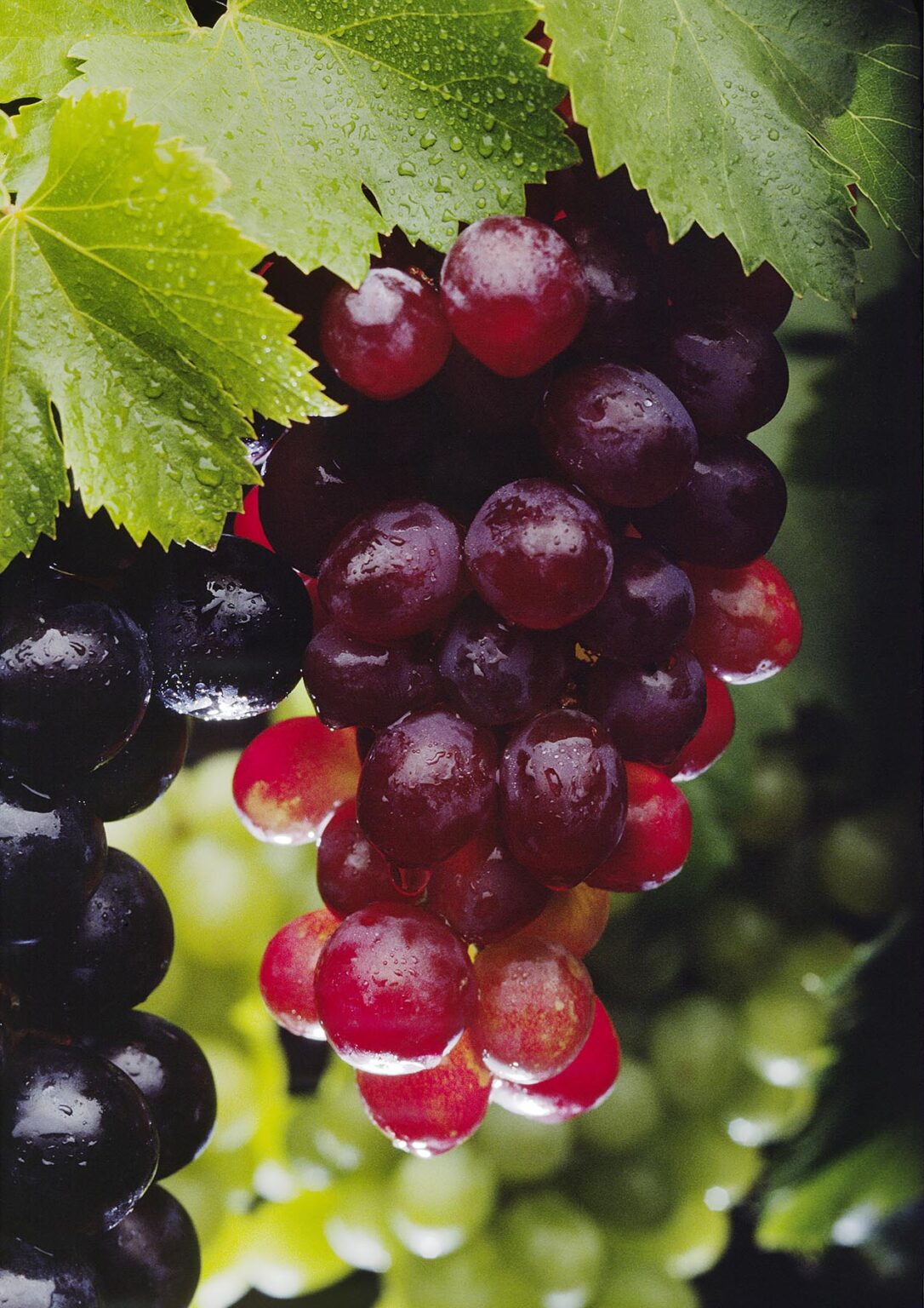 A variety of TABLE GRAPES