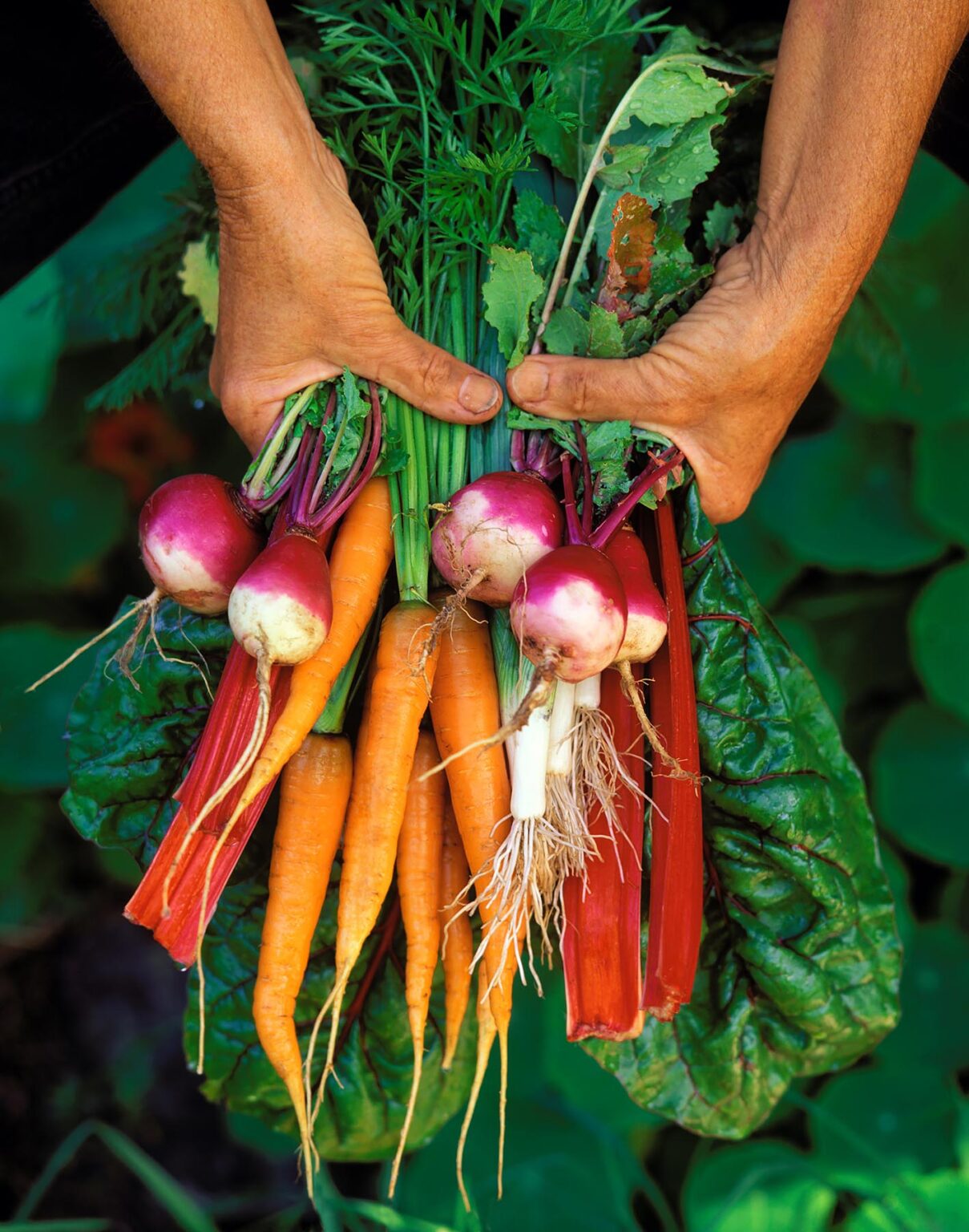 Hands holding a bouquet of fresh picked CARROTS, RADISHES, RED CHARD and SCALLIONS