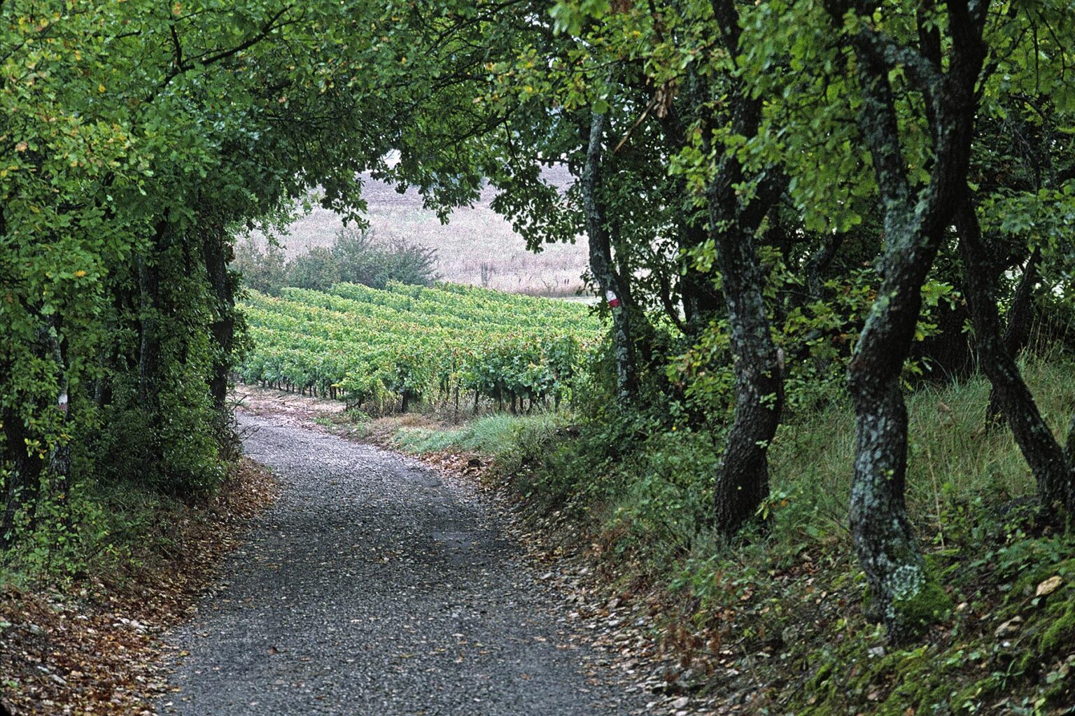 Country road and VINEYARD - PROVENCE, FRANCE
