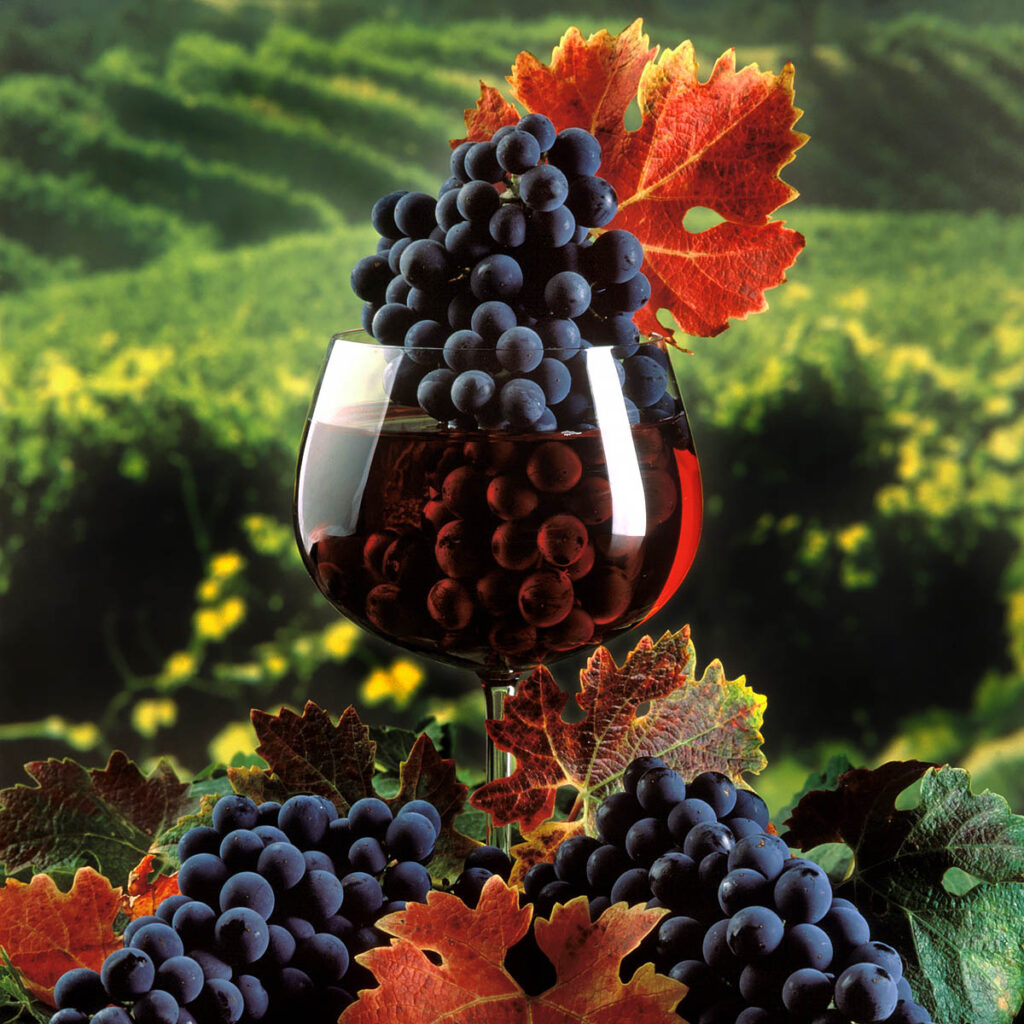 WINE GRAPES ripen on the vines of in the SANTA LUCIA HIGHLANDS - MONTEREY COUNTY, CALIFORNIA