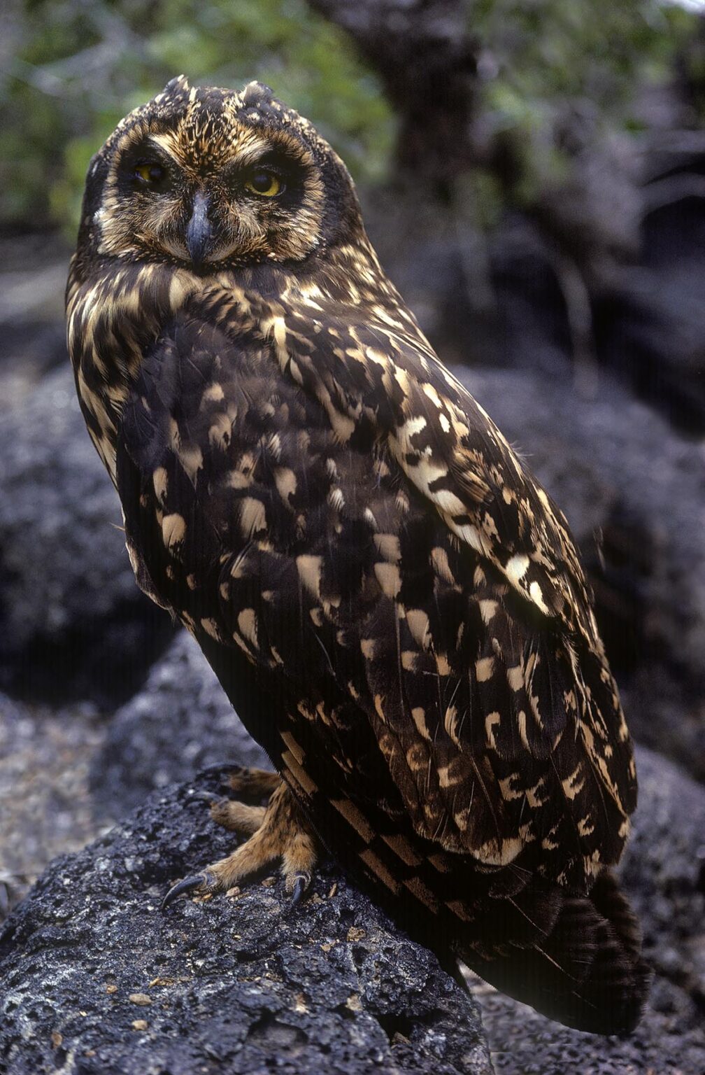 SHORT-EARED OWL (Asio flammeus), one of the islands only predators - GALAPAGOS ISLANDS, ECUADOR