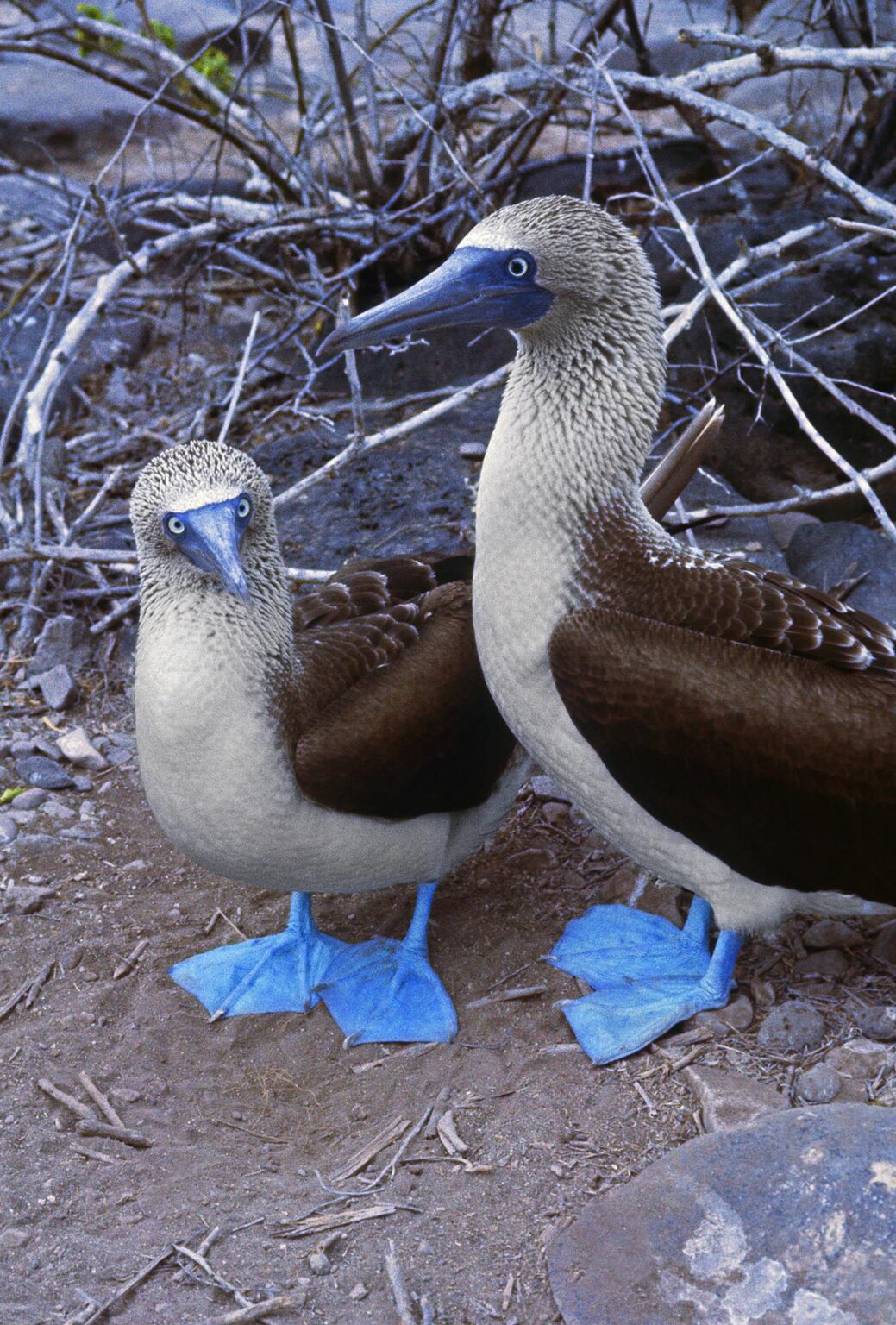 A mating pair of BLUE-FOOTED BOOBY BIRDS (Sula nebouxii) - GALAPAGOS ISLANDS, ECUADOR