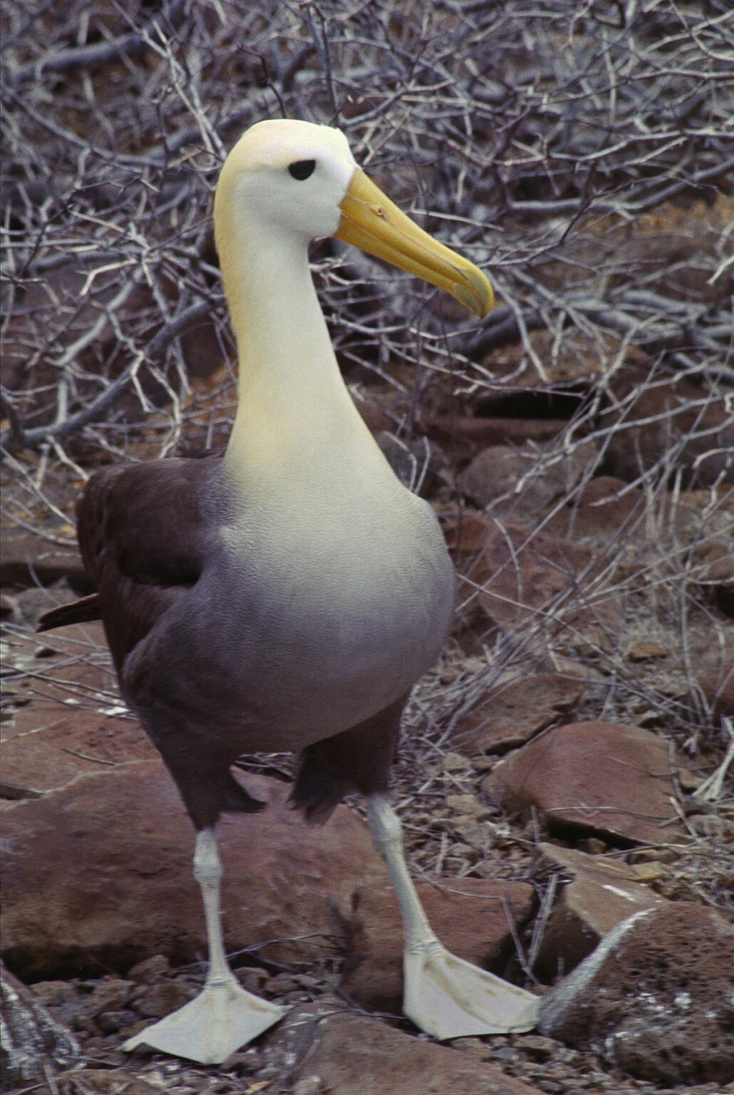 WAVED ALBATROSS (Diomedea irrorata), the largest of the GALAPAGOS sea birds - ESPANOLA ISLAND, ECUADOR