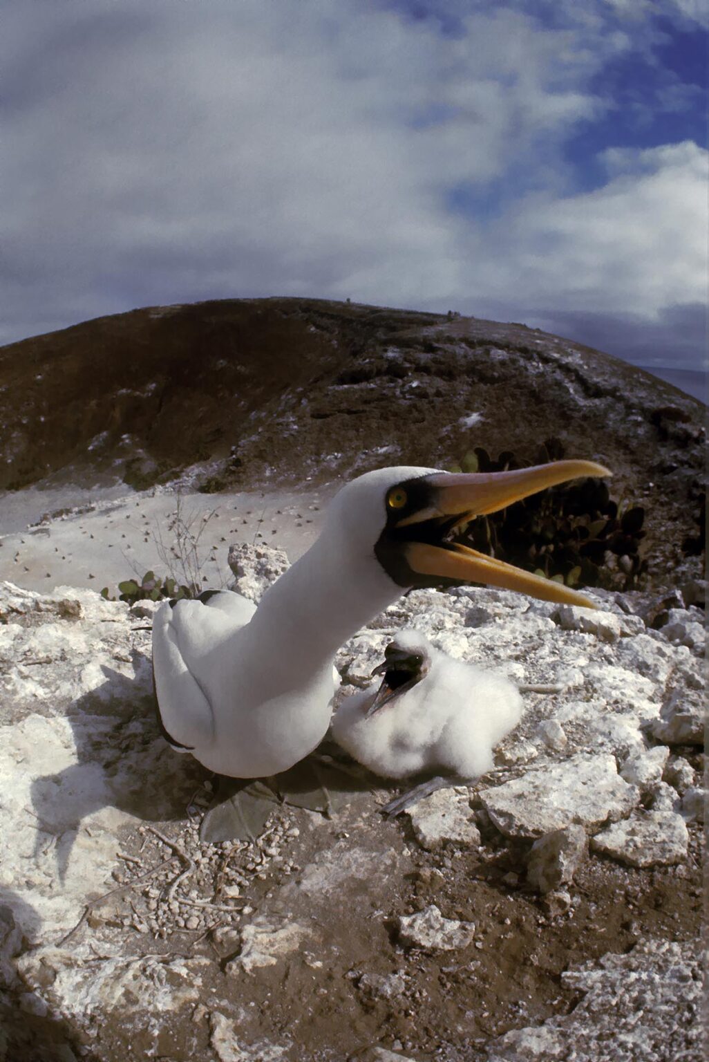 MASKED BOOBY BIRDS (Sula dactylatra) - DAPHNE ISLAND, GALAPAGOS ISLANDS, ECUADOR