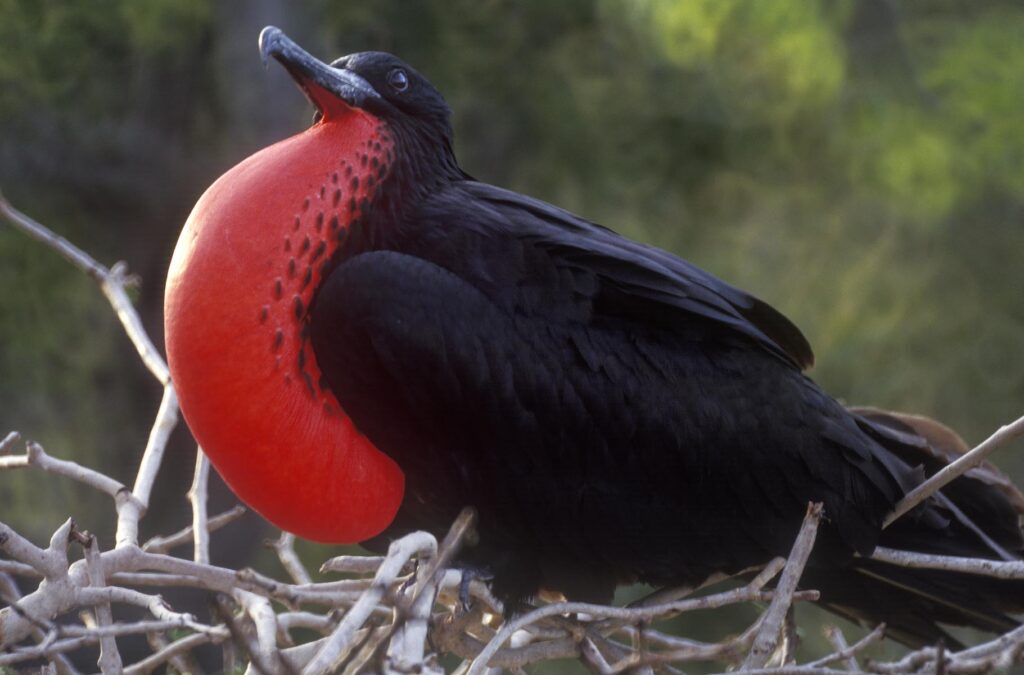 MALE FRIGATE BIRD (Frigata minor) displaying its colorful red pouch in a mating ritual - PLAZAS ISLAND,GALAPAGOS ISLANDS, ECUADOR