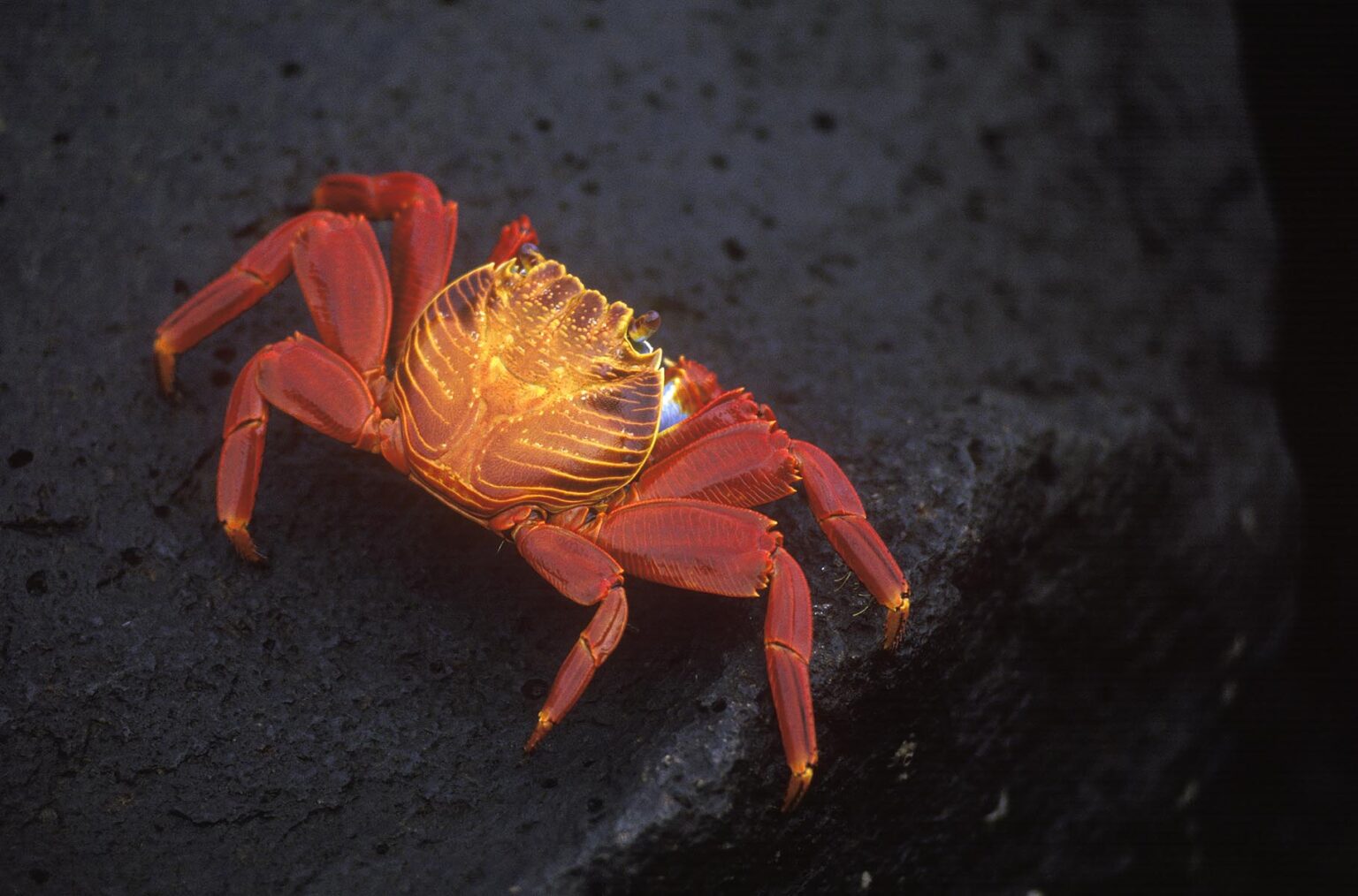 The SALLY LIGHTFOOT CRAB (Grapsus grapsus) is black when young, but turns a brilliant red at maturity - PLAZAS ISLAND, GALAPAGOS ISLANDS, ECUADOR
