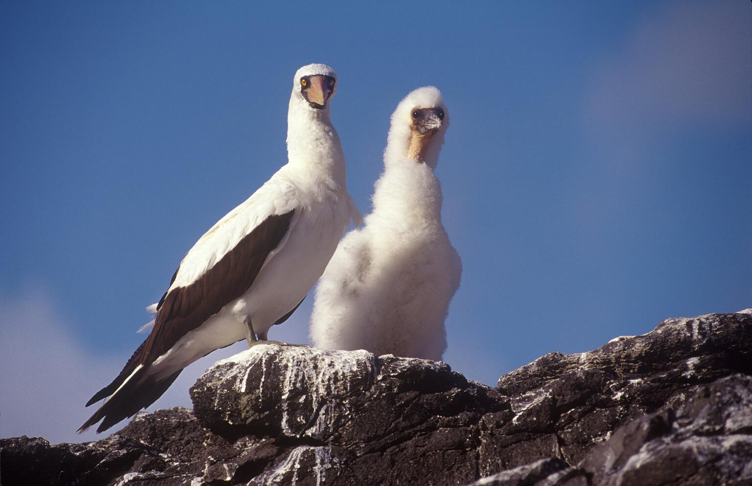 MASKED BOOBY BIRD (Sula dactylatra) with chick - ESPANOLA, GALAPAGOS ISLANDS, ECUADOR