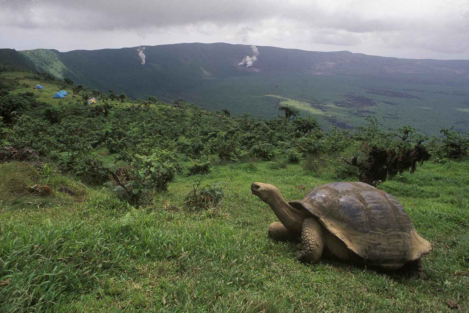 GIANT TORTOISE (Geochelone elephantopus) on ALCEDO CRATER - ISLA ISABELLA, GALAPAGOS ISLANDS, ECUADOR