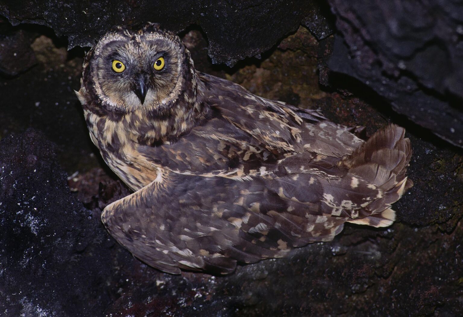 The SHORT-EARED OWL (Asio flammeus), one of the islands only natural predators - TOWER ISLAND, GALAPAGOS ISLANDS, ECUADOR
